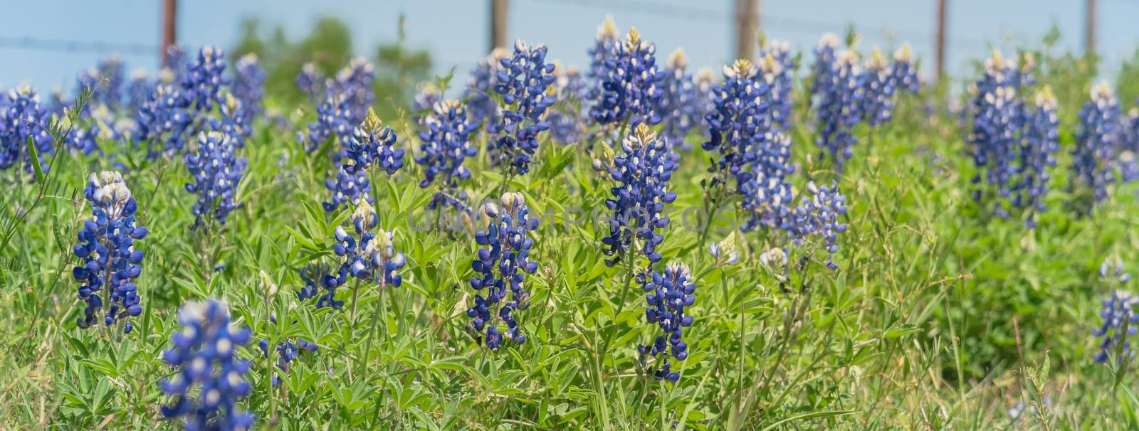 Panorama view close-up selective focus of Bluebonnet wildflower blooming in countryside Bristol, Texas. Colorful state flower of Texas blossom with blurry farm barbed wire fence in background