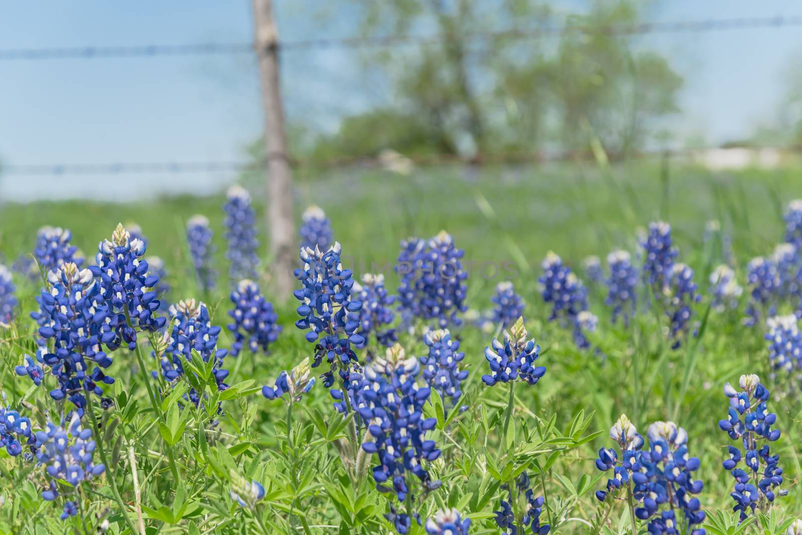 Close-up selective focus of Bluebonnet wildflower blooming in countryside Bristol, Texas. Colorful state flower of Texas blossom with blurry farm barbed wire fence in background