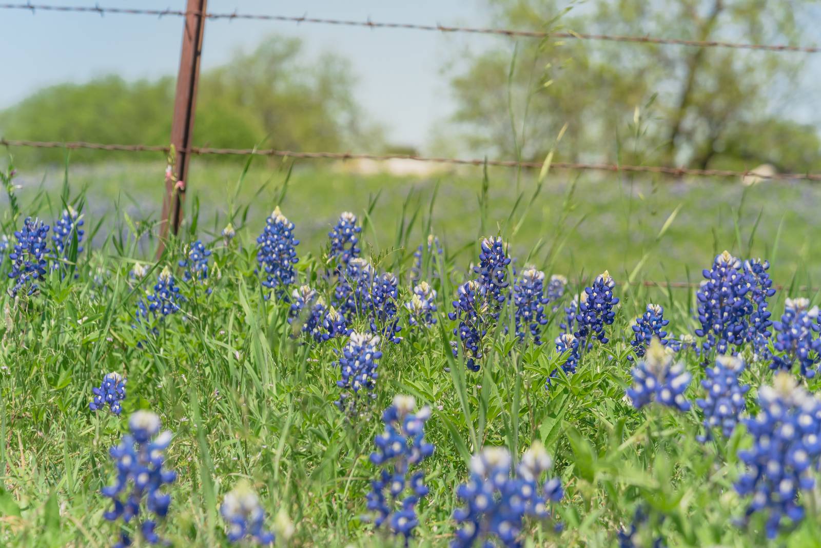 Close-up selective focus of Bluebonnet wildflower blooming in countryside Bristol, Texas. Colorful state flower of Texas blossom with blurry farm barbed wire fence in background