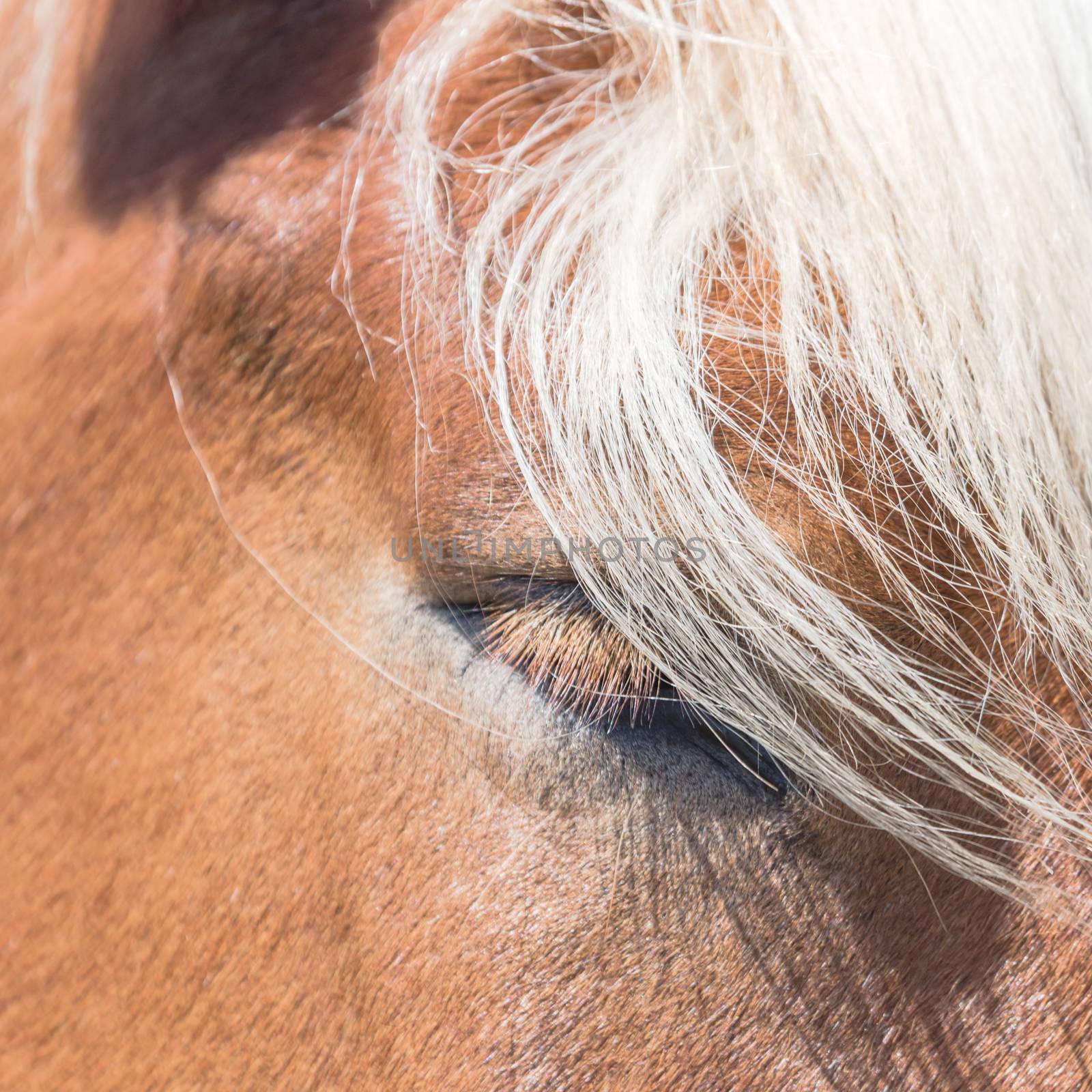 Beautiful eye of Holland Draft Horse close-up by trongnguyen