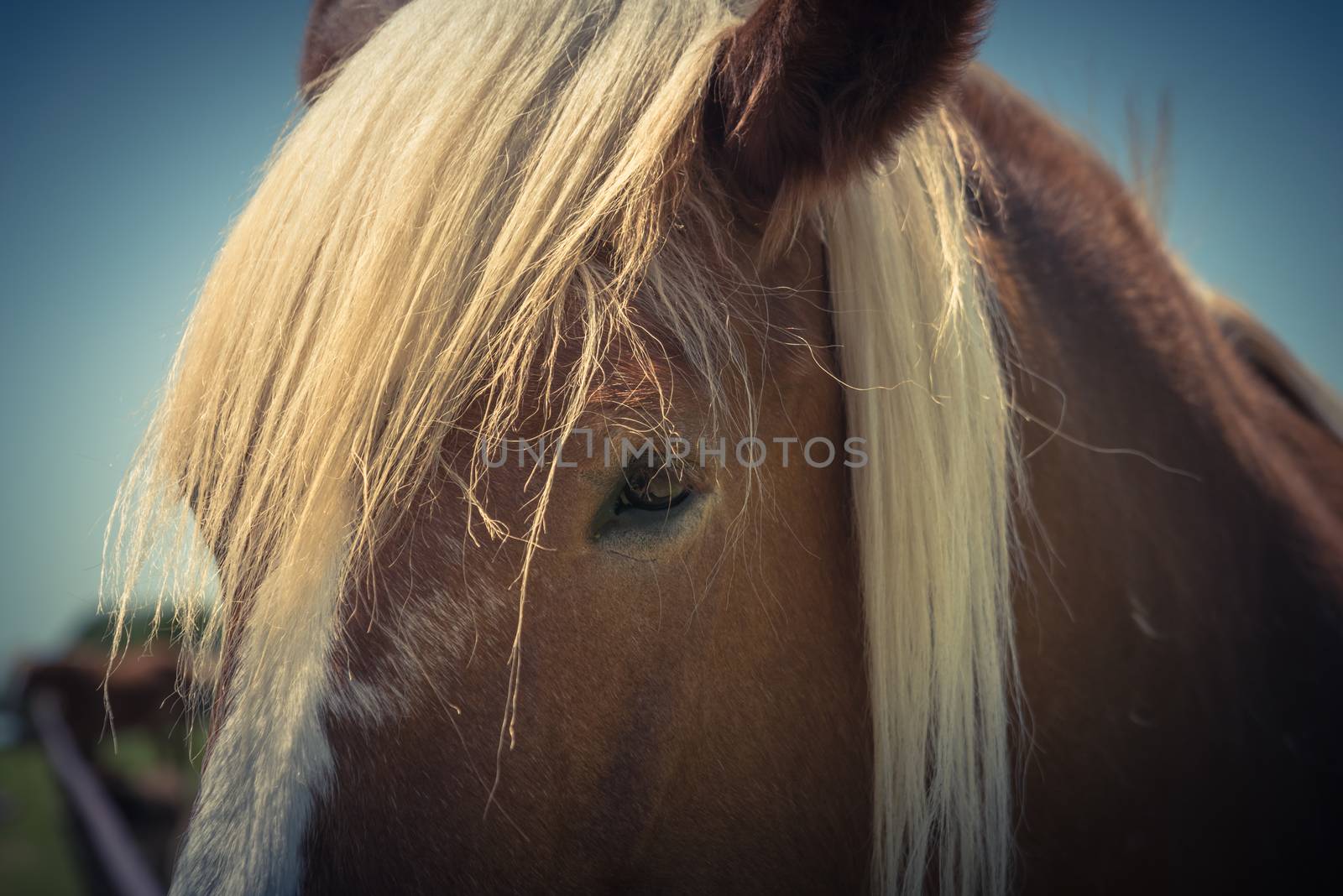 Filtered image beautiful eye of Holland Draft Horse close-up by trongnguyen