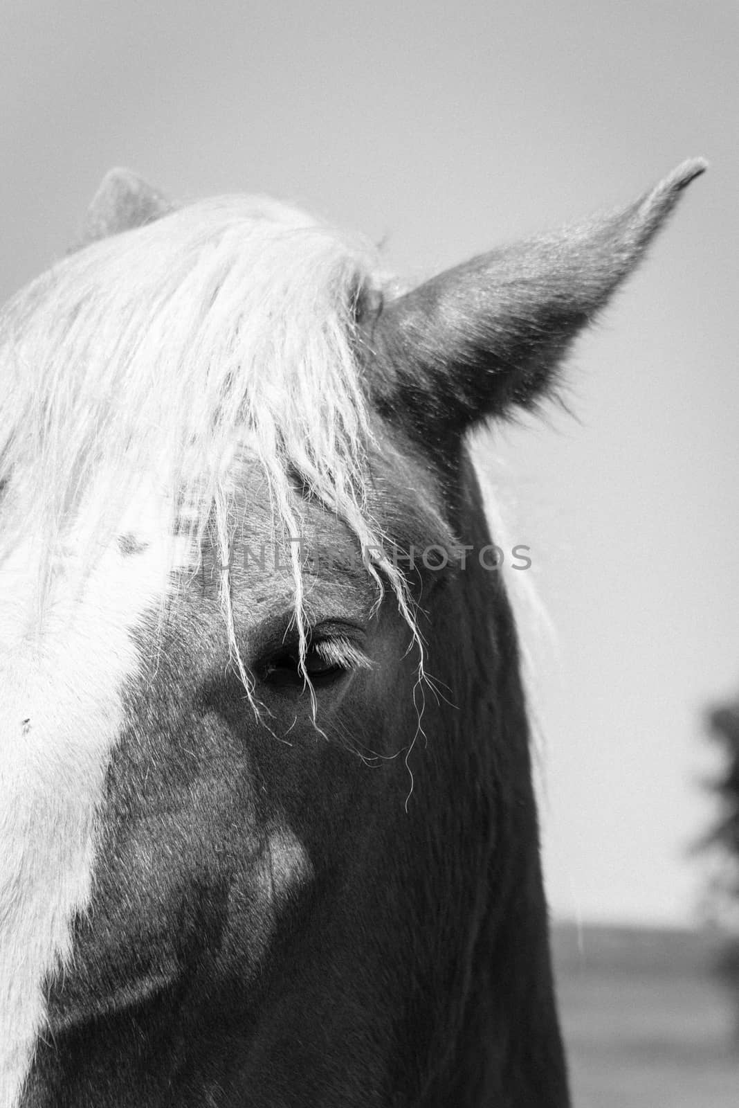 Black and white filtered image of beautiful eye of Holland Draft Horse close-up by trongnguyen