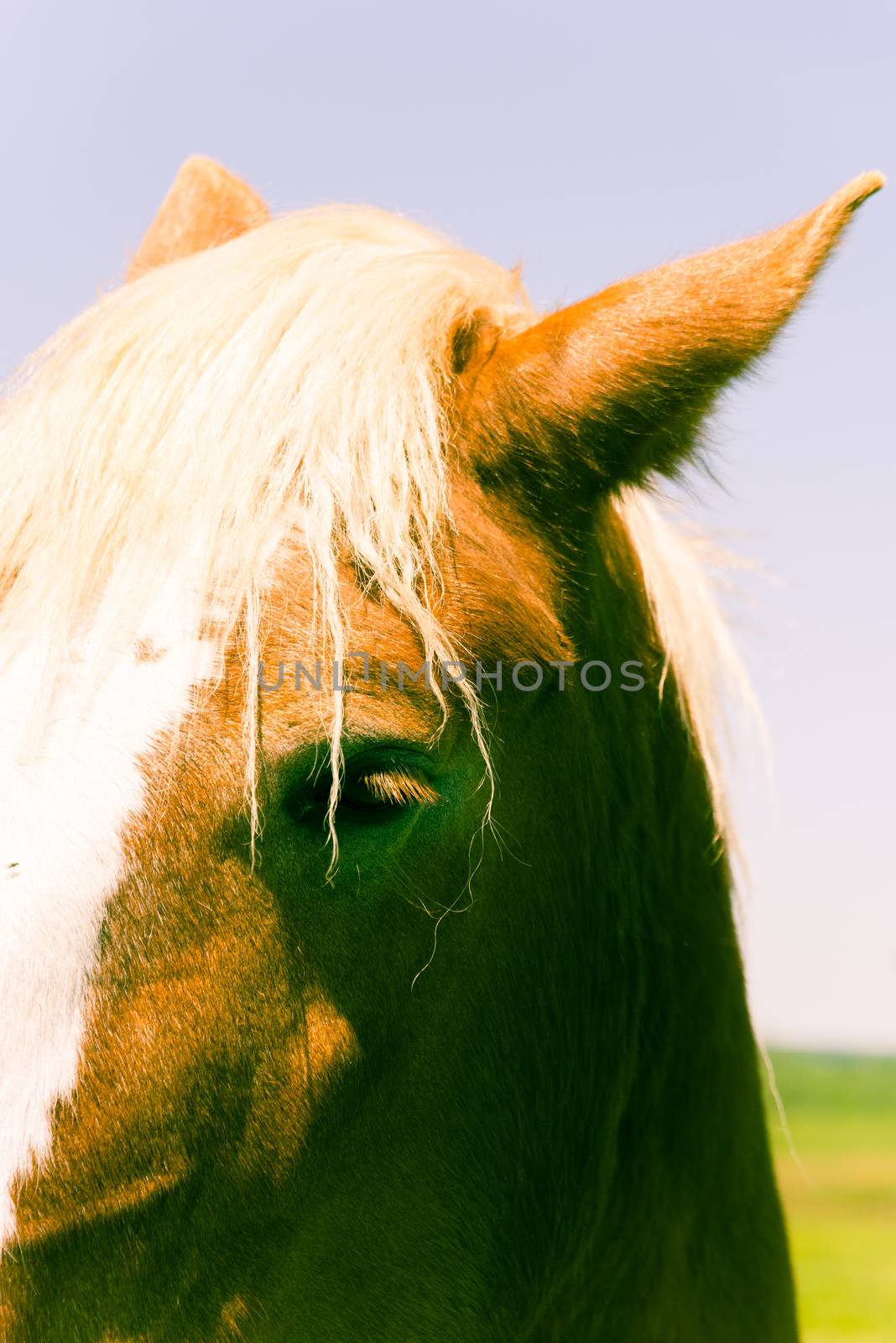 Filtered image beautiful eye of Holland Draft Horse close-up by trongnguyen