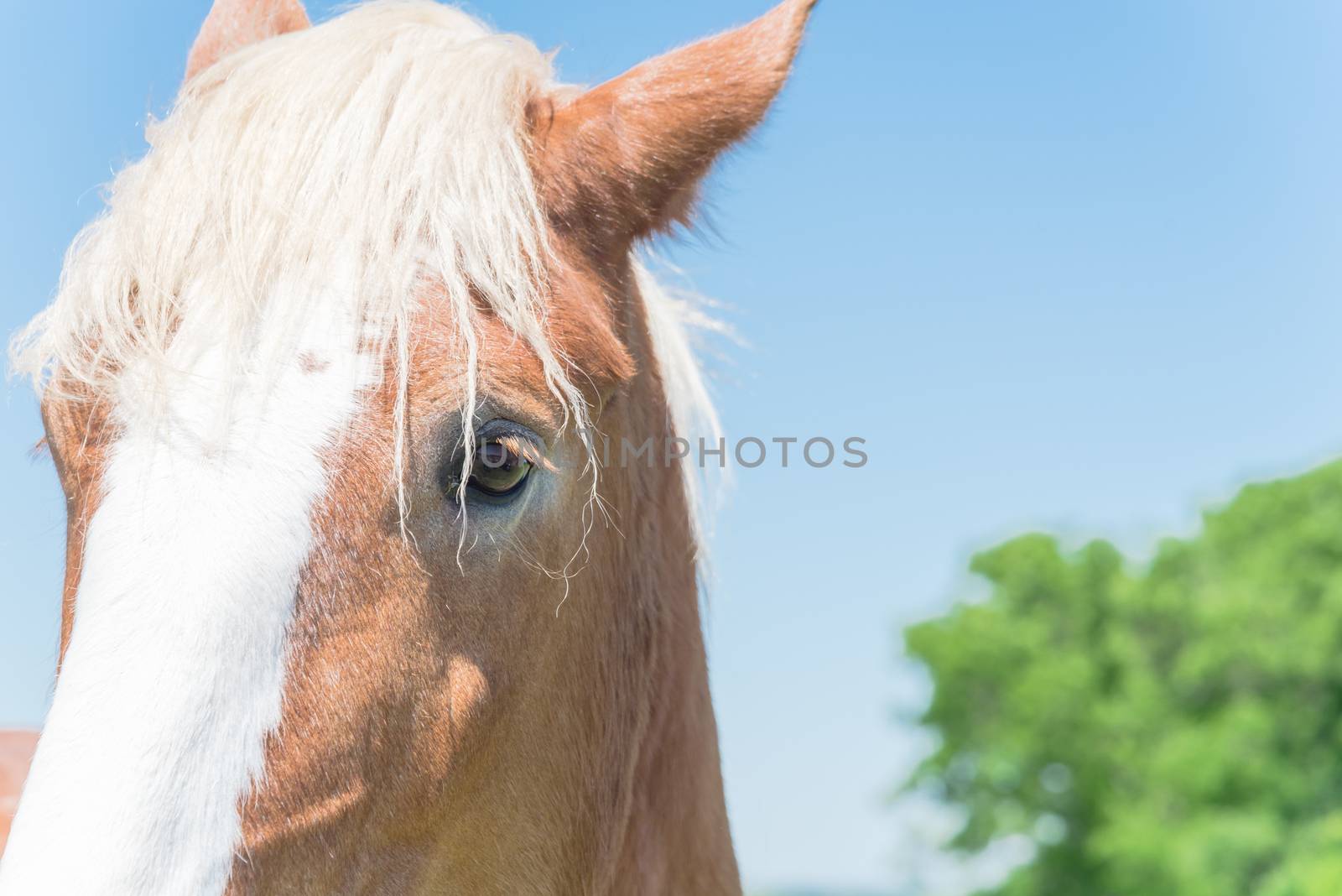 Close-up eye of Holland Draft Horse draught horse, dray horse, carthorse, work horse or heavy horse at local farm in Bristol, Texas, USA