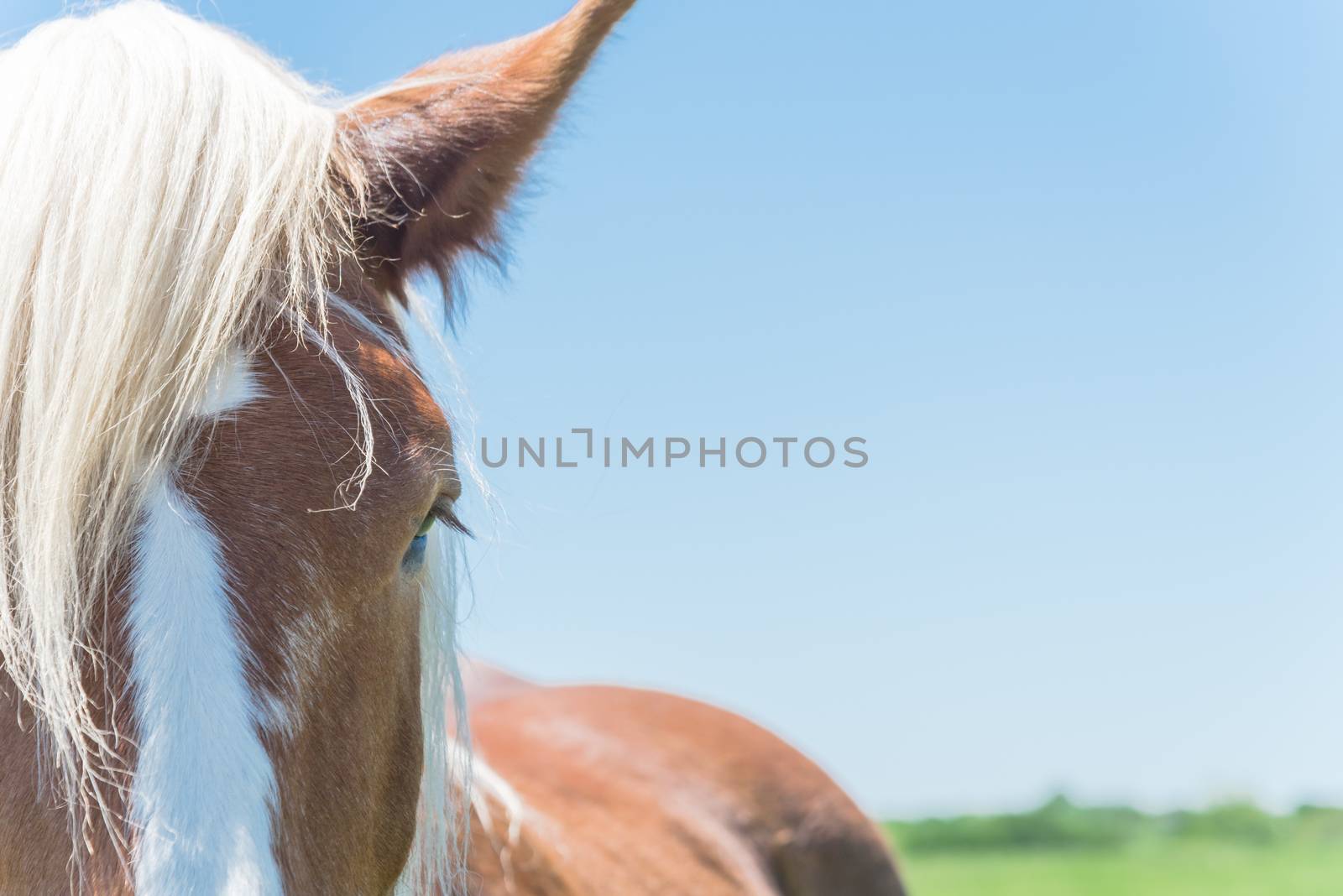 Close-up eye of Holland Draft Horse draught horse, dray horse, carthorse, work horse or heavy horse at local farm in Bristol, Texas, USA