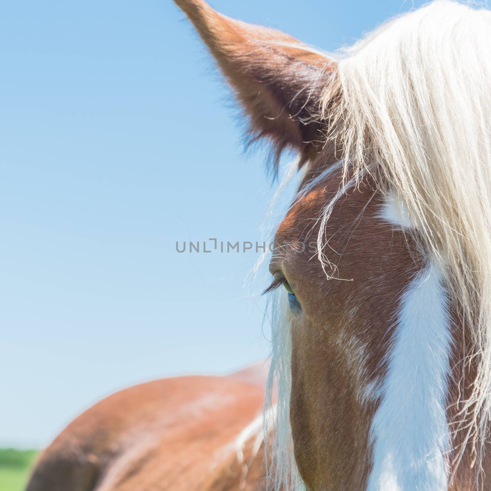 Beautiful eye of Holland Draft Horse close-up by trongnguyen