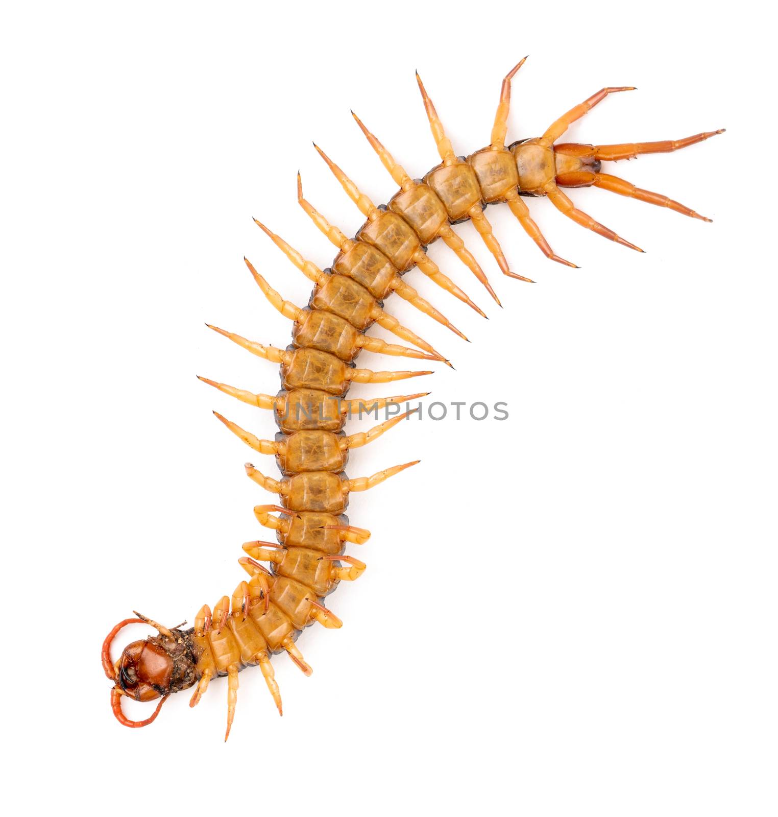 centipede isolated on white background by anankkml