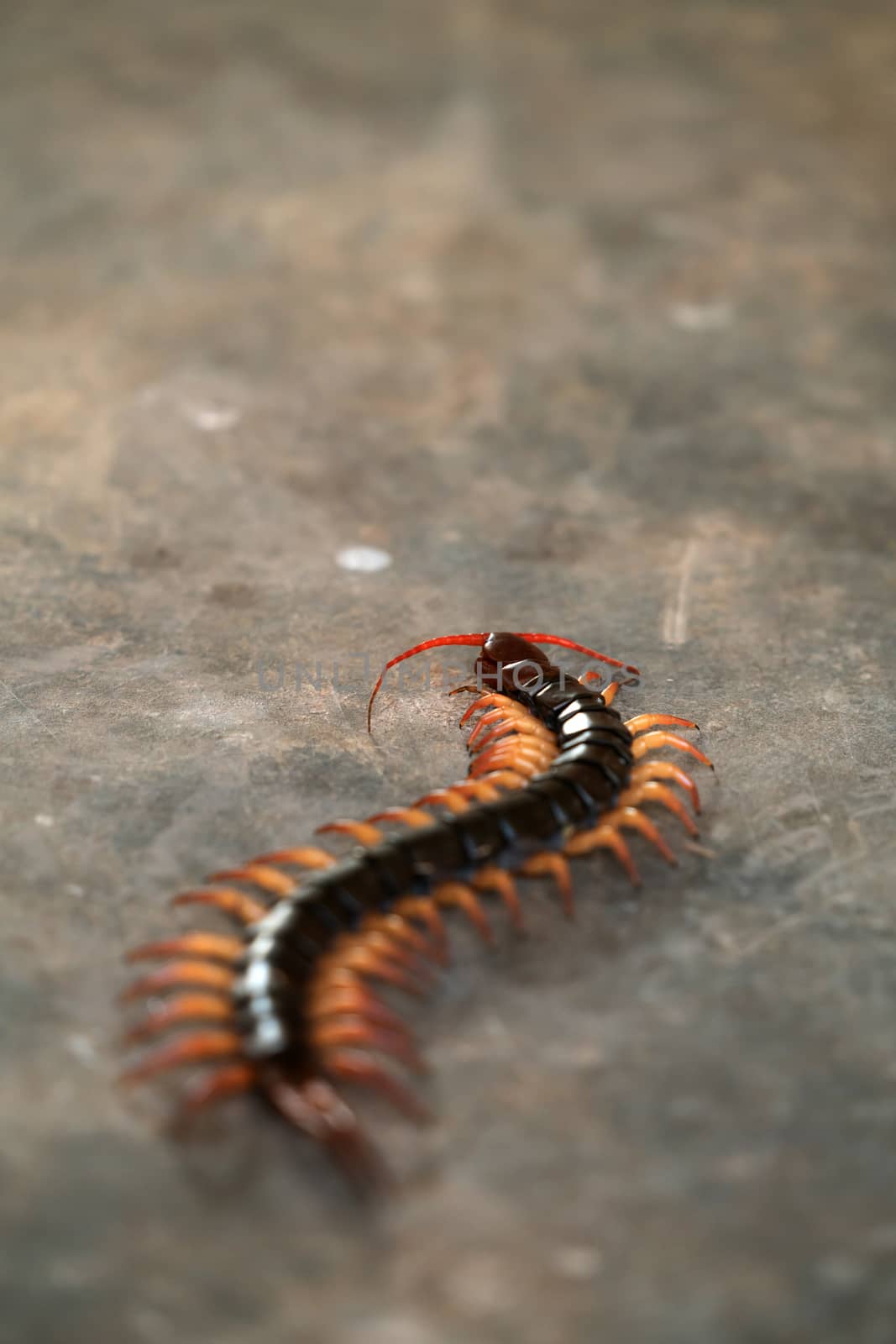 giant centipede or chilopoda on the cement floor