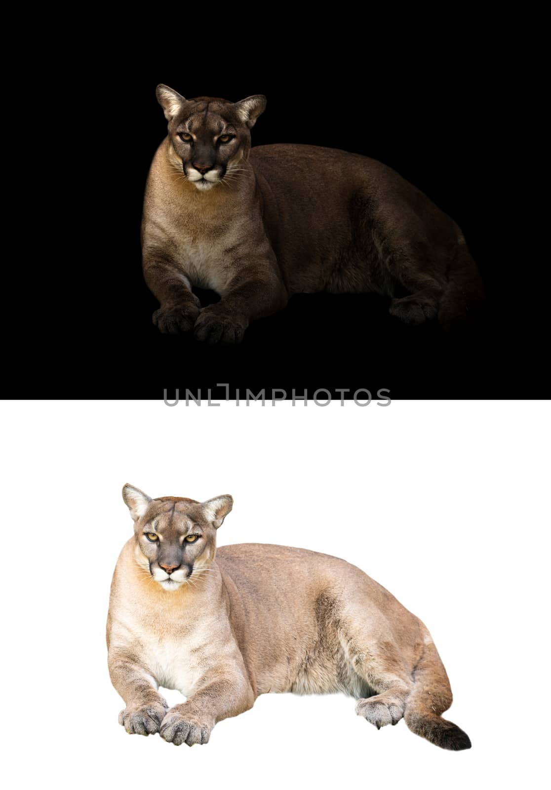 puma concolor or cougar in dark and white background 