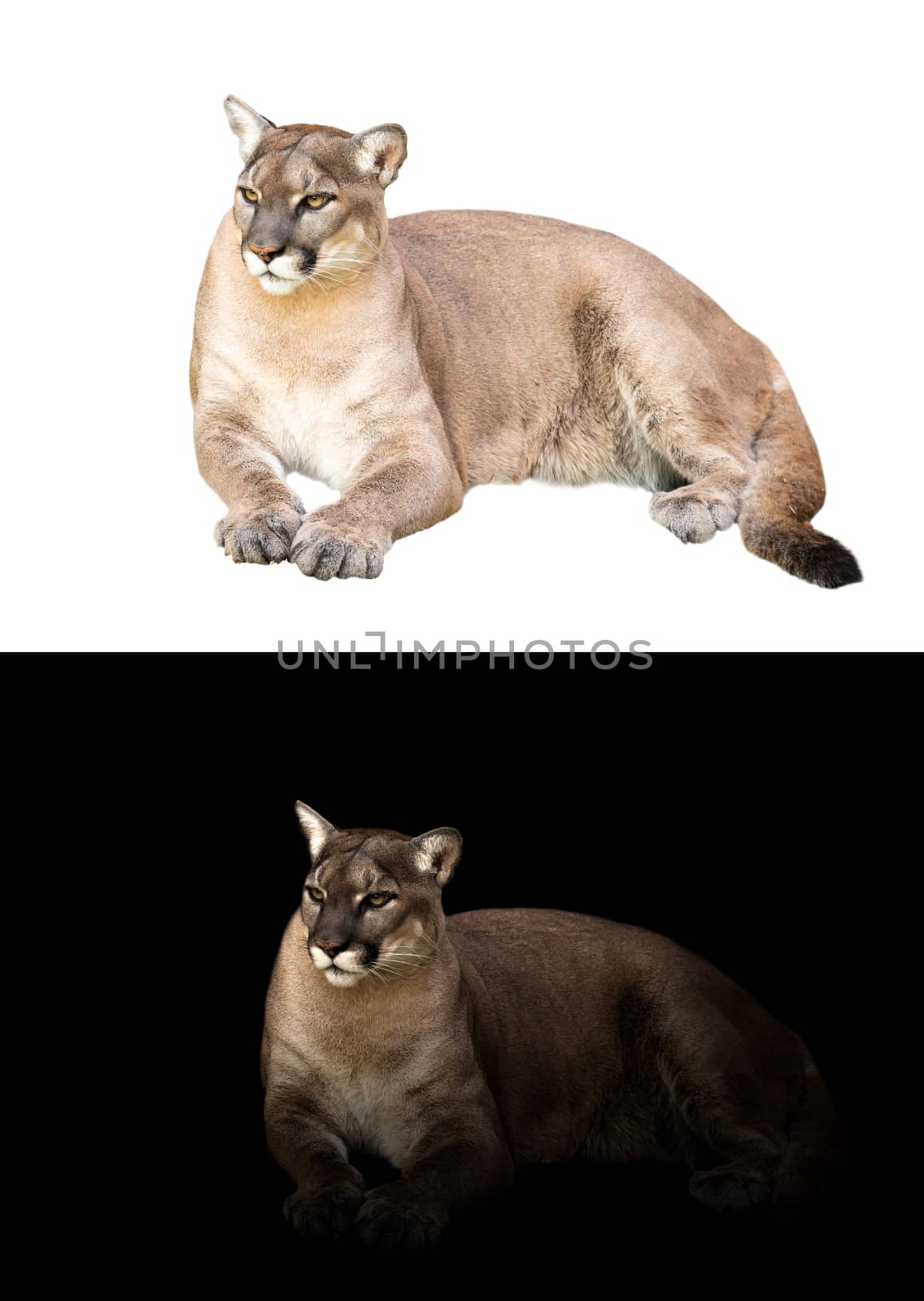 puma or cougar in dark and white background  by anankkml