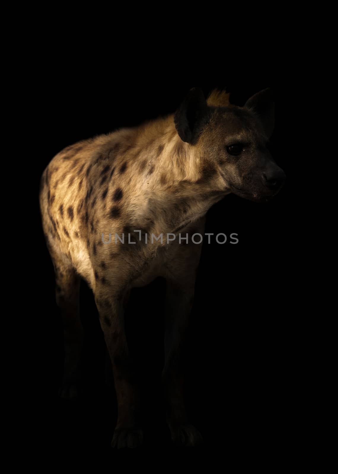 spotted hyena standing in the dark by anankkml