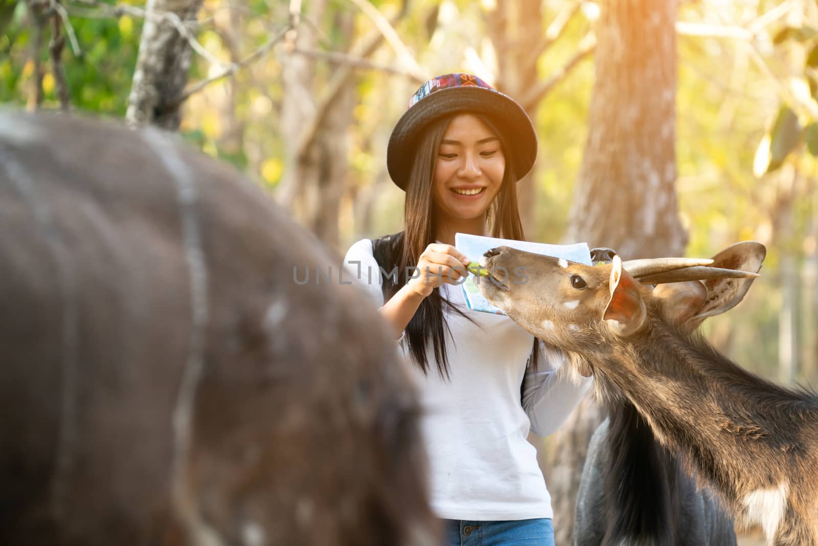 Happy woman watching and feeding animal in zoo