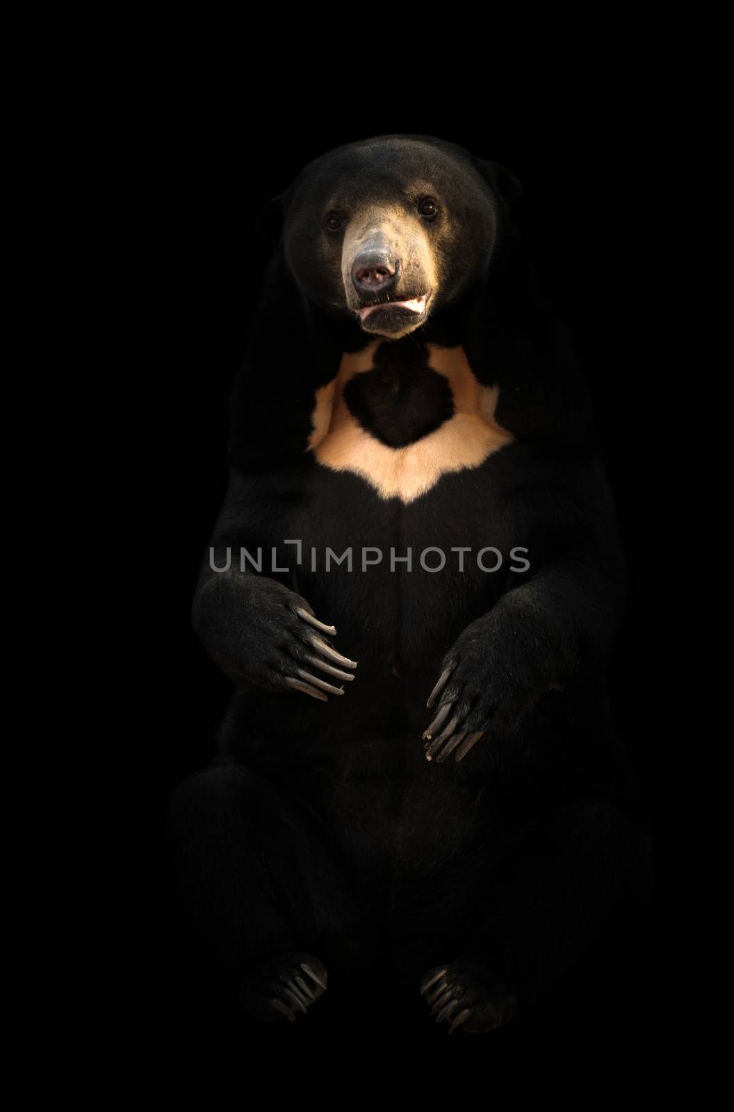 malayan sunbear sitting in dark background