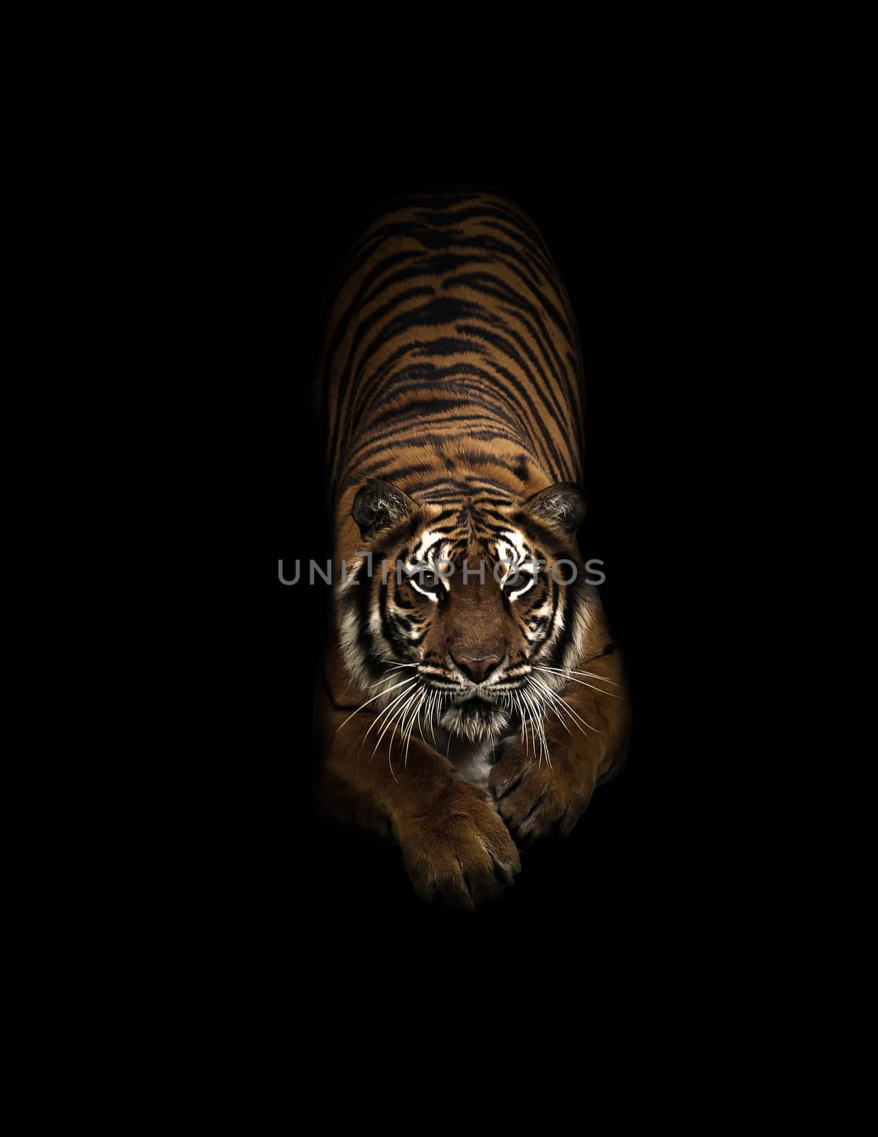 bengal tiger in the dark background