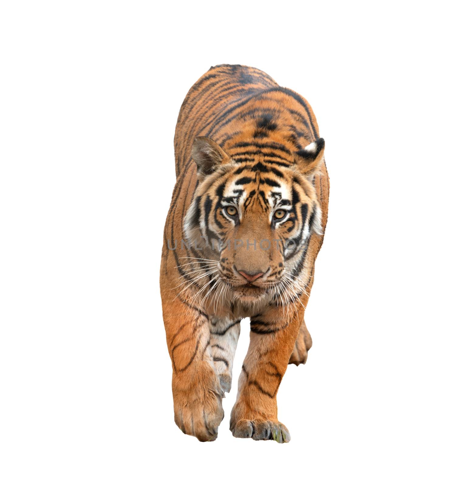 bengal tiger isolated by anankkml