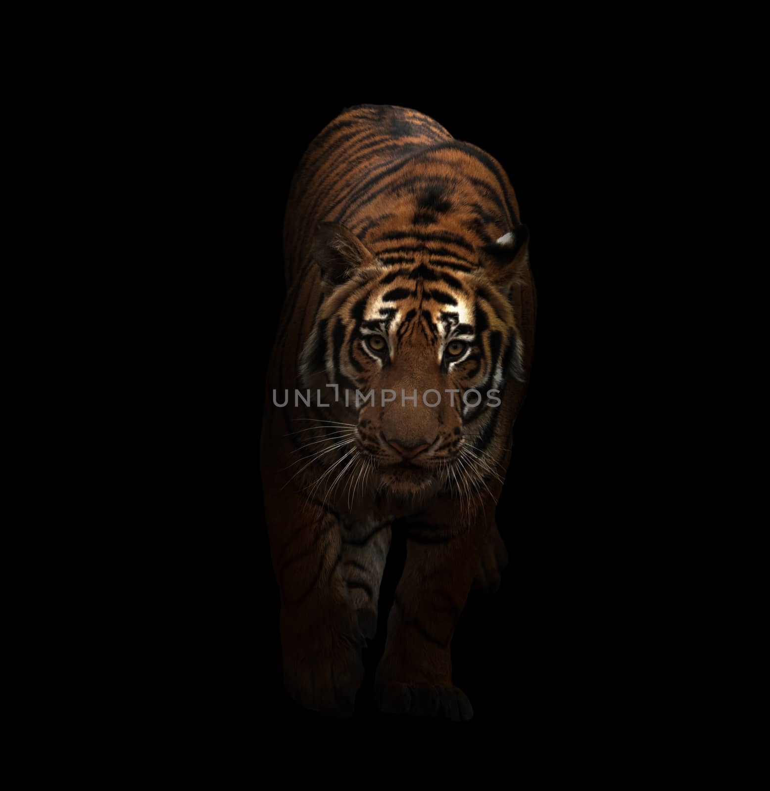 bengal tiger in the dark  by anankkml