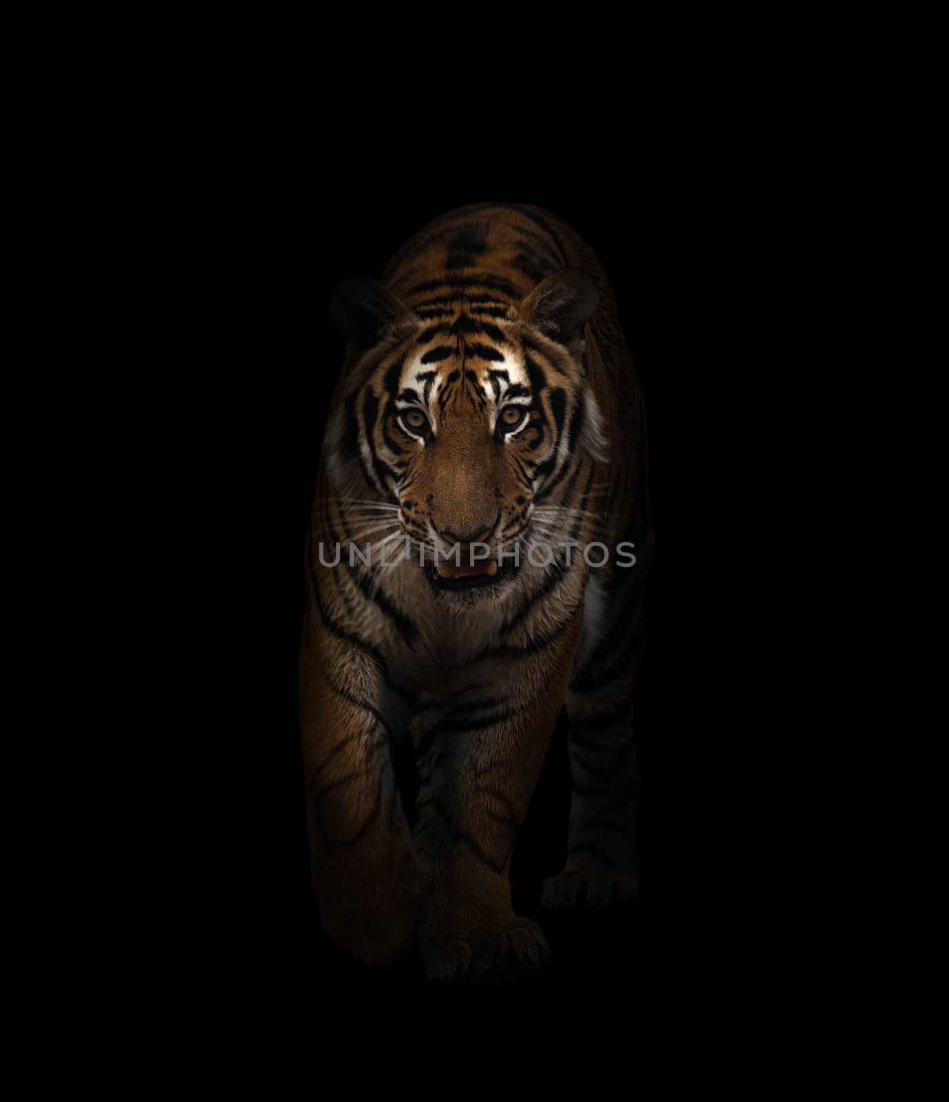 bengal tiger in the dark background