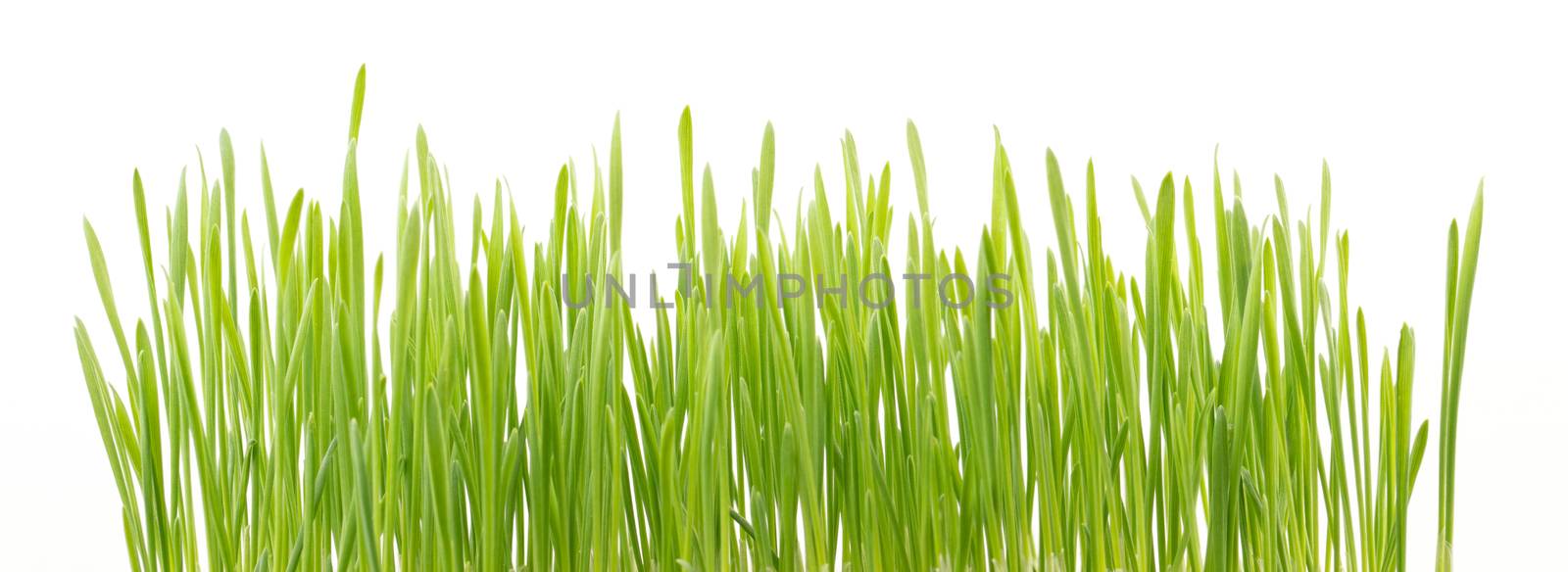 
Green wheat grass isolated on white background by anankkml