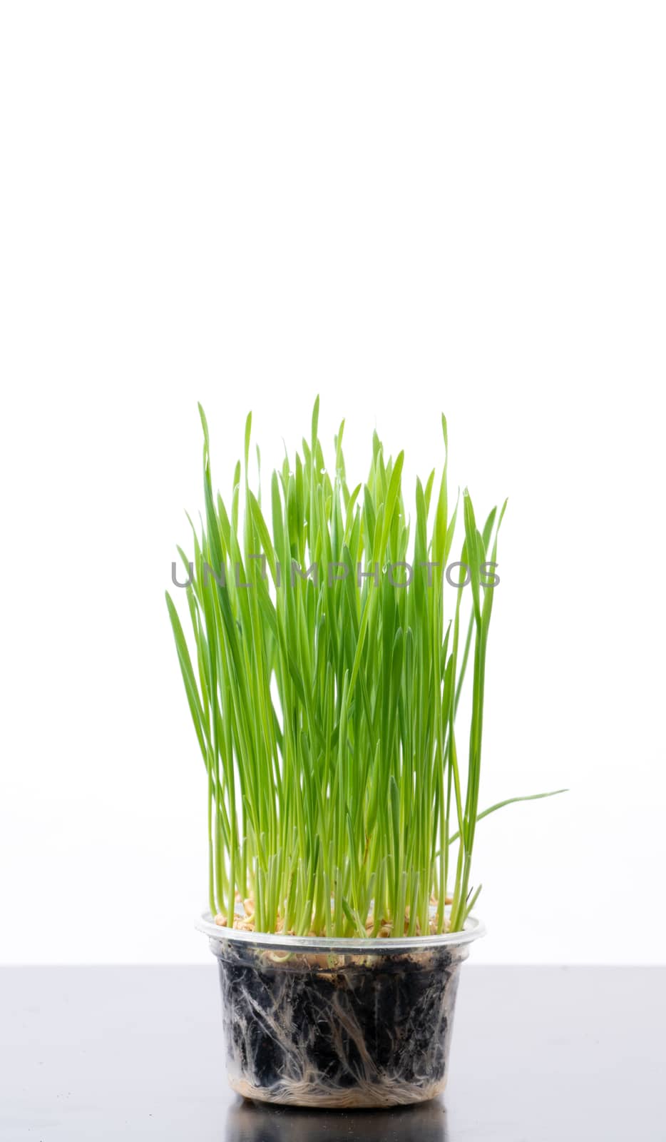 fresh green wheat grass isolated on white background