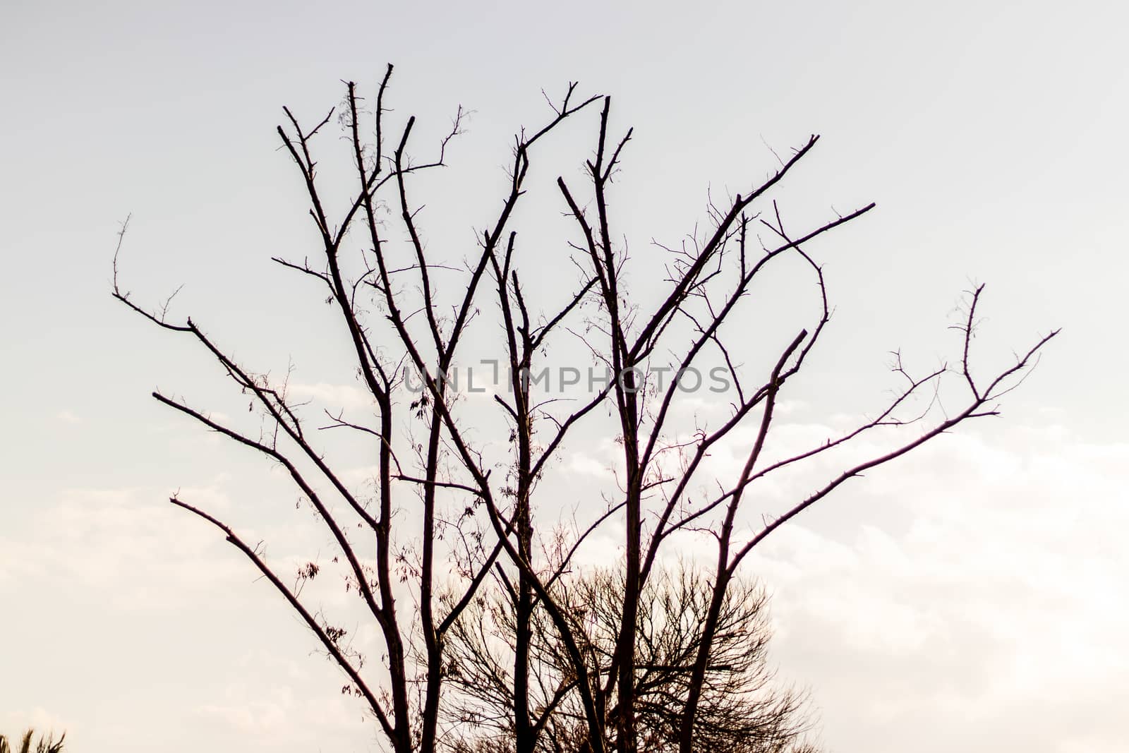 a autumn tree bare branches with clear sky view. photo has taken at izmir/turkey.