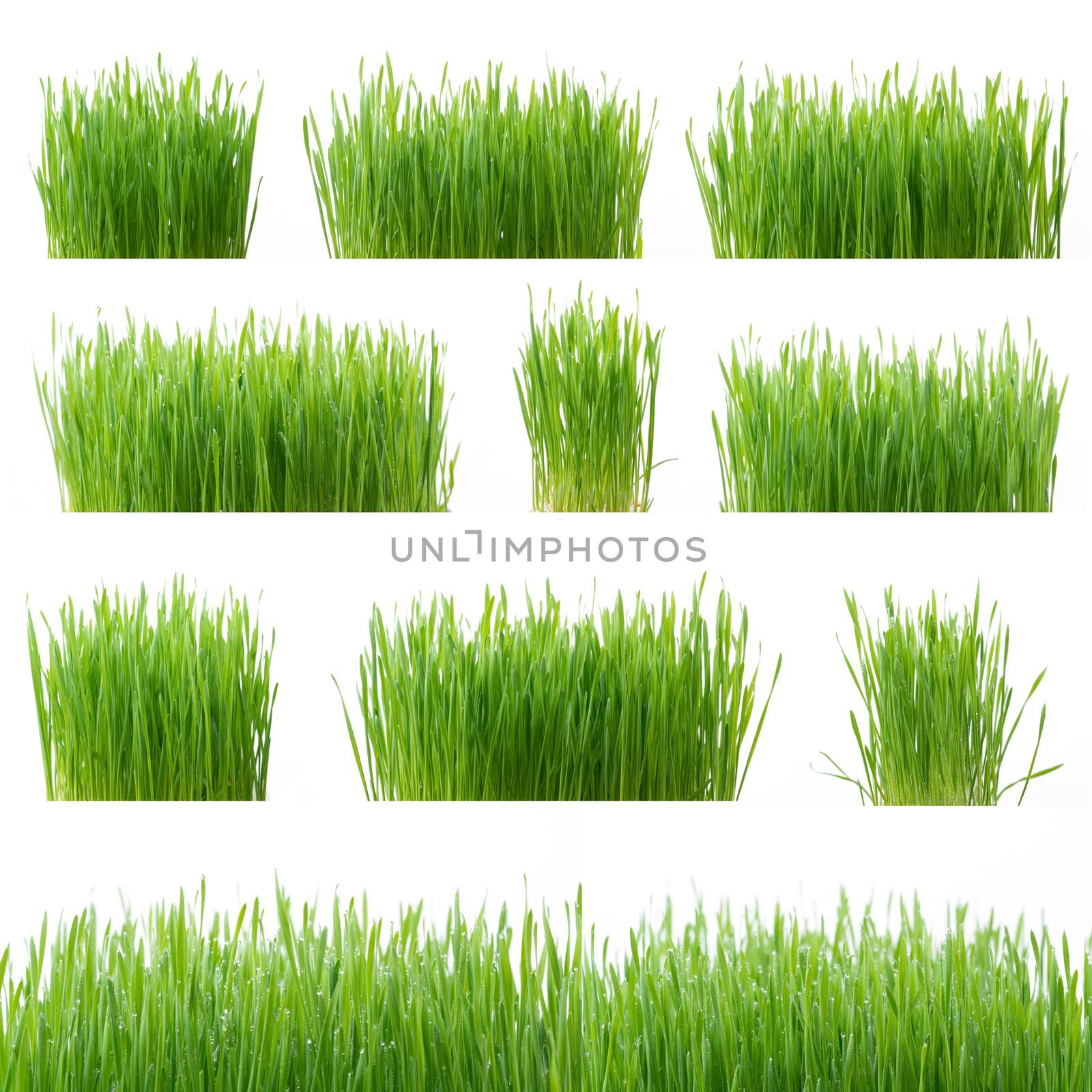 fresh green wheat grass isolated on white background