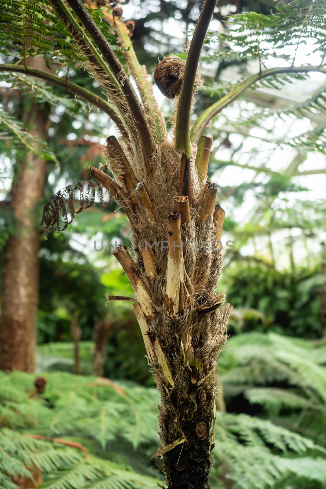 An exotic tree in a big greenhouse
