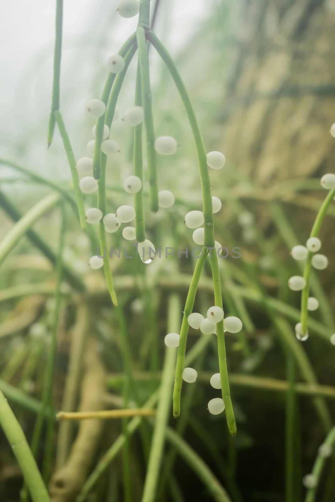 A closeup of a plant with small white round flowers by sandra_fotodesign