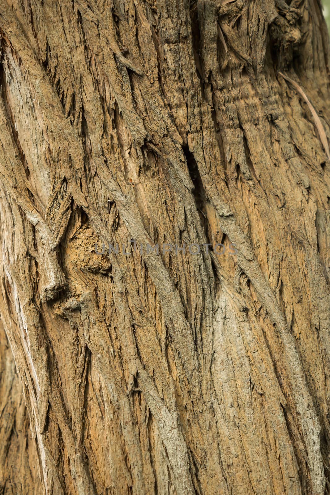 Closeup of a tree bark as a background by sandra_fotodesign
