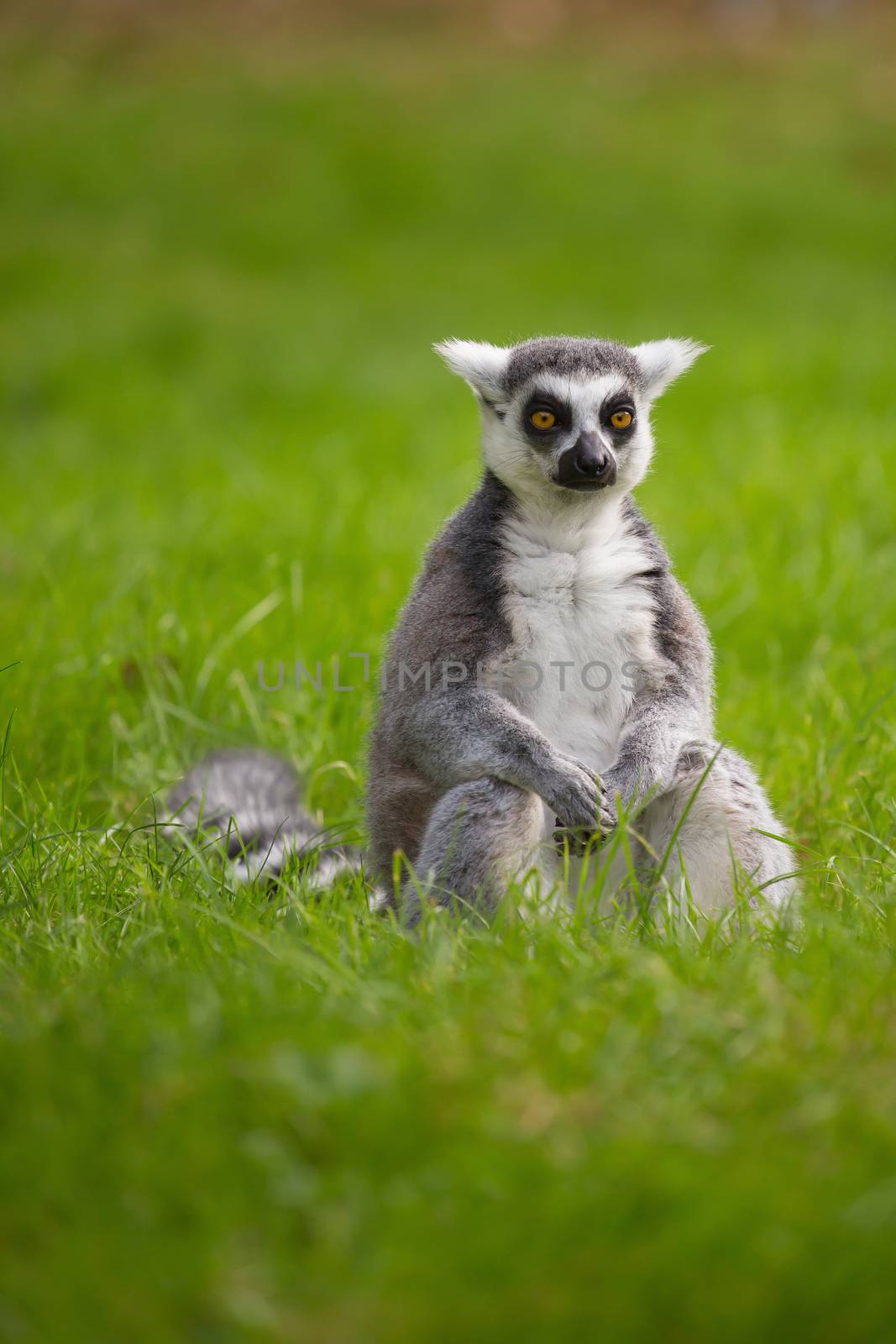 A lemur sits alone in the grass outdoors by sandra_fotodesign