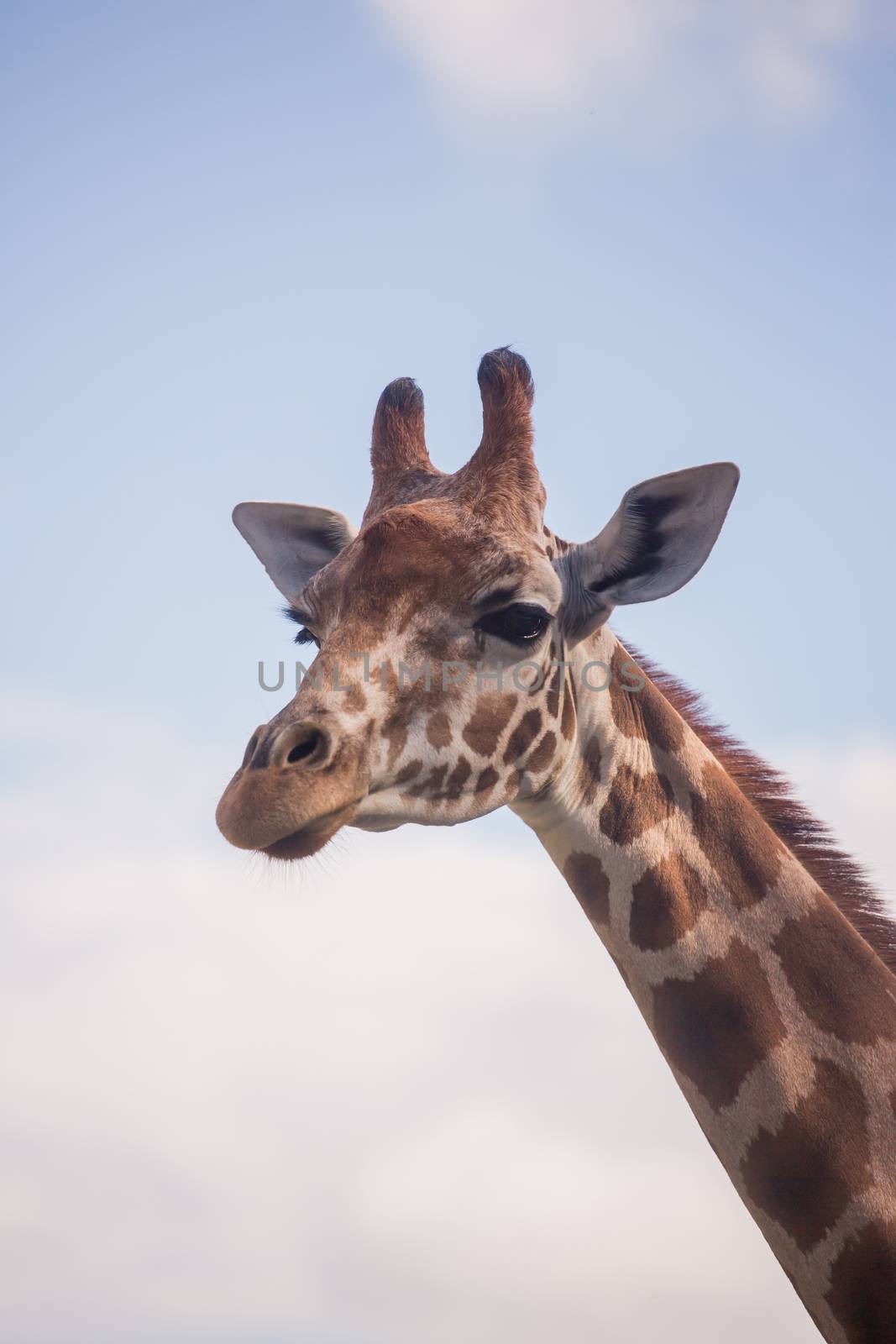 The head of a giraffe against a blue sky by sandra_fotodesign