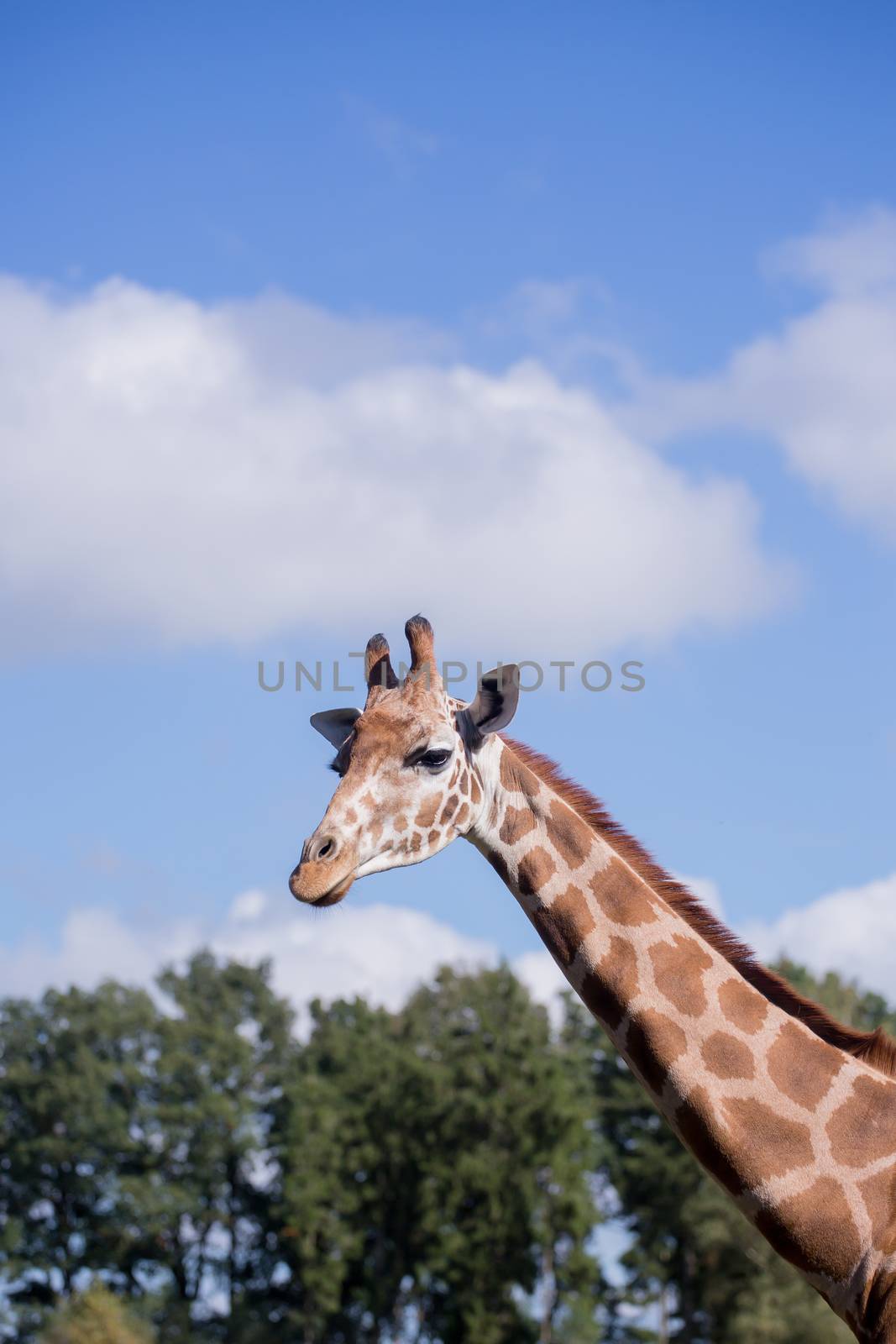 The head of a giraffe against a blue sky by sandra_fotodesign