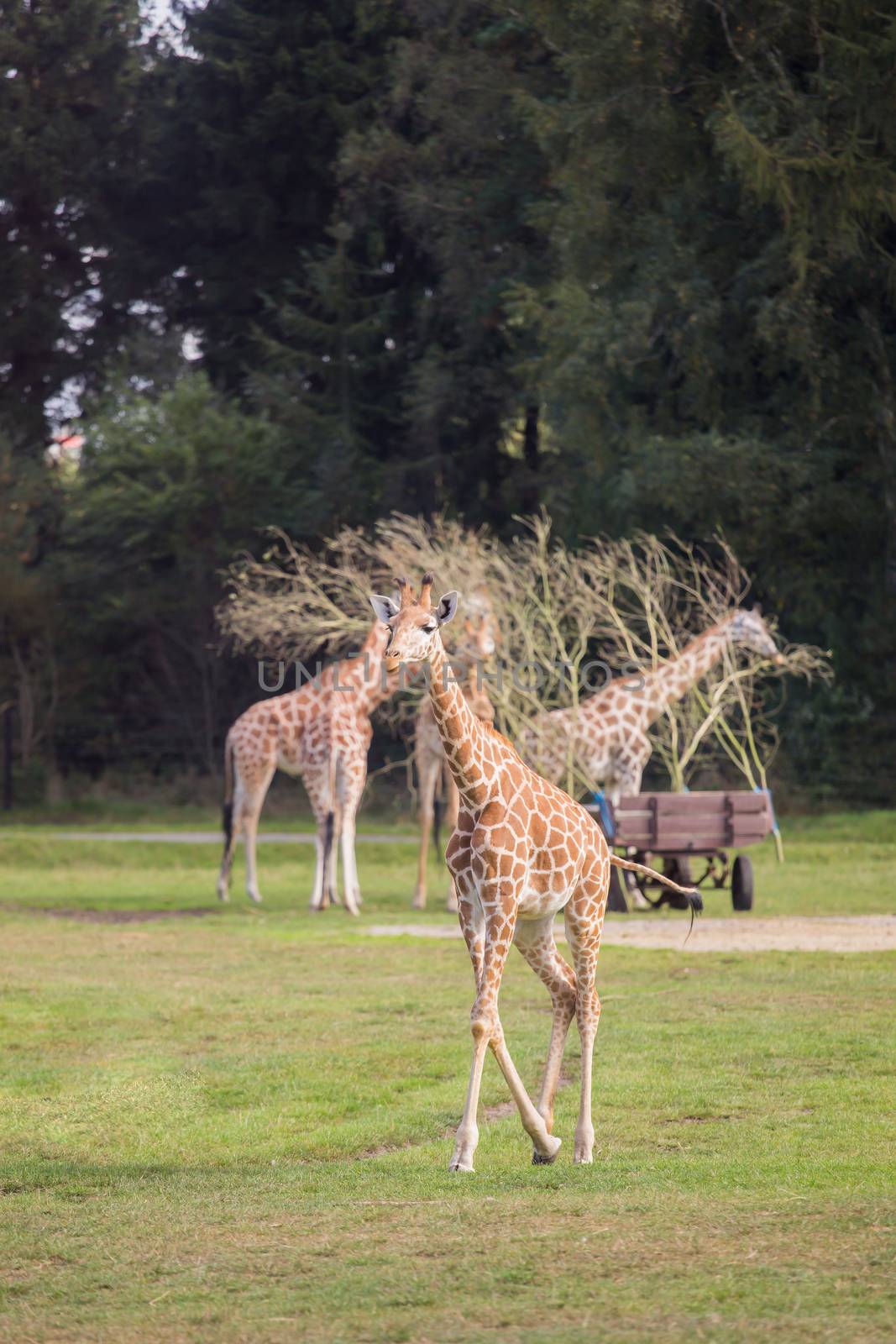 Giraffes are running outside on the green meadow by sandra_fotodesign