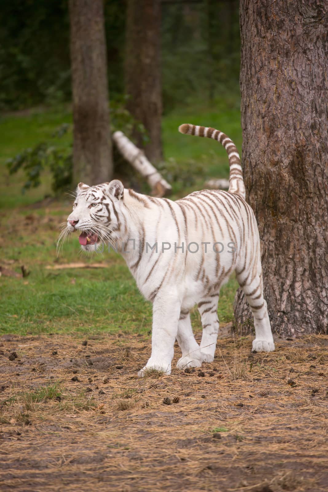A beautiful white tiger out in the nature