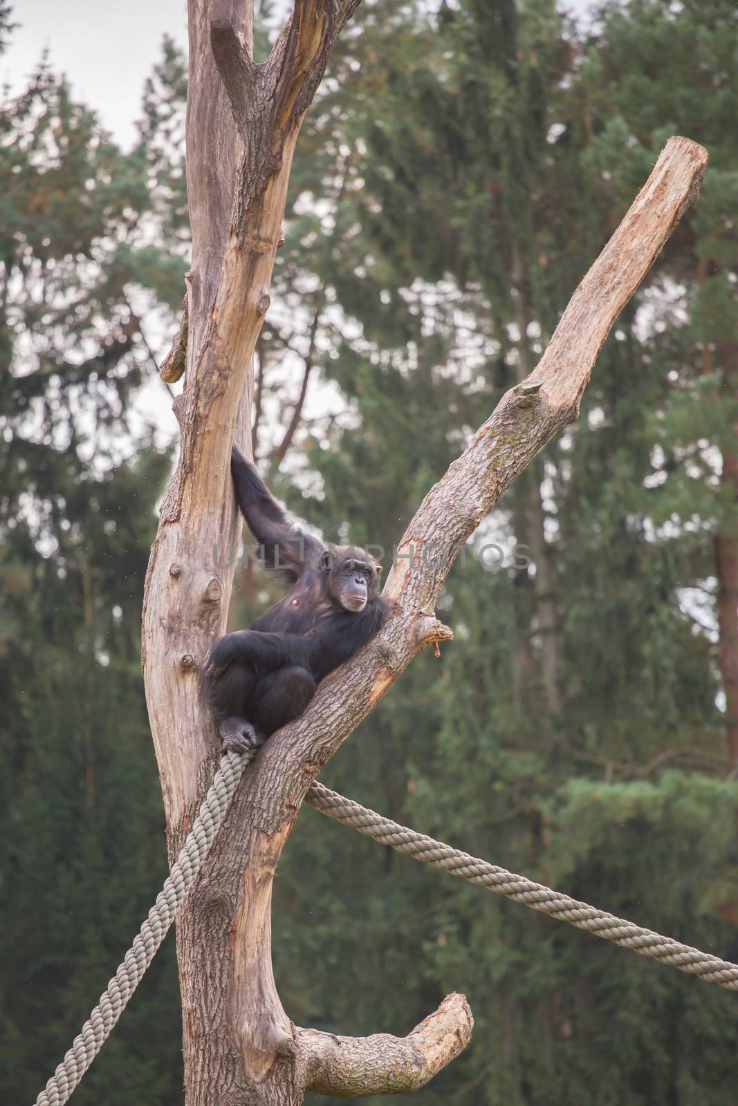 A chimpanzee on a wooden scaffold