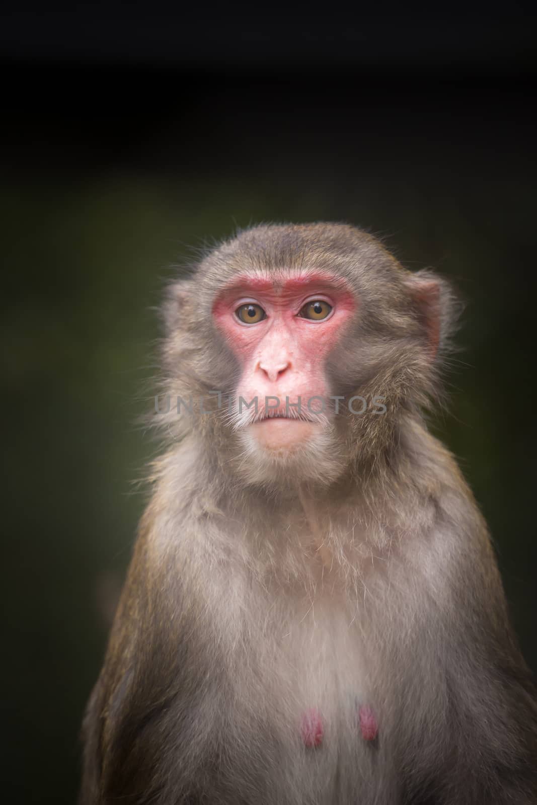 A little monkey looks into the camera by sandra_fotodesign