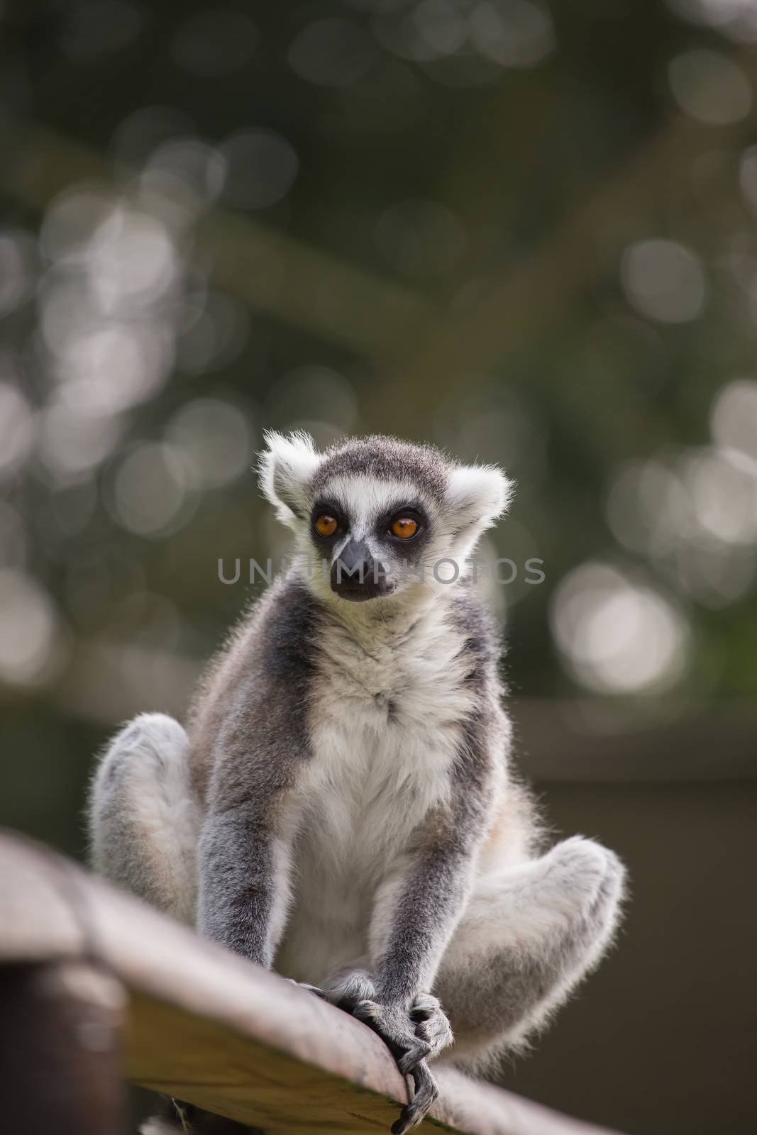A lemur is sitting alone on a branch
