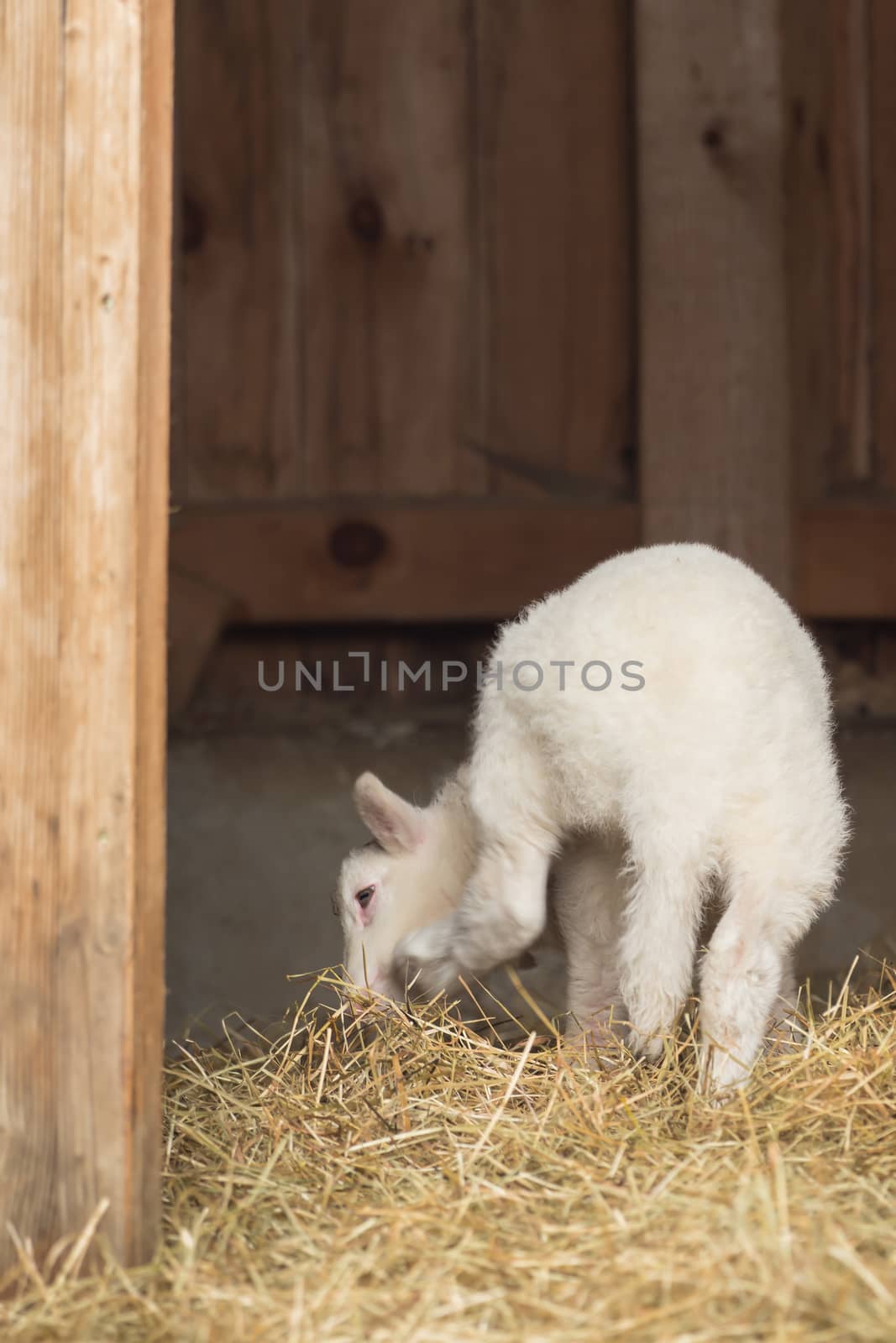 A little sheep is standing in the stable by sandra_fotodesign