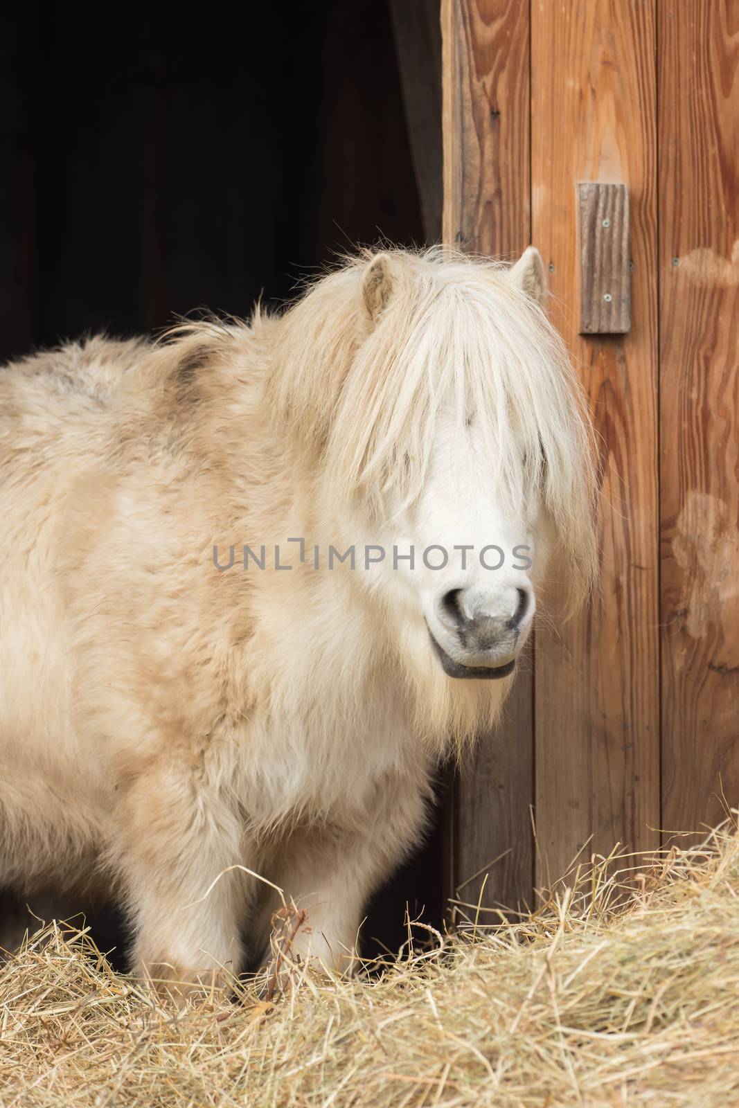 A white pony looks into the camera by sandra_fotodesign
