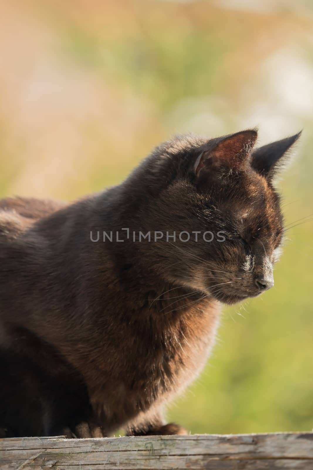 A dark brown cat sits on a wooden board in the sunlight