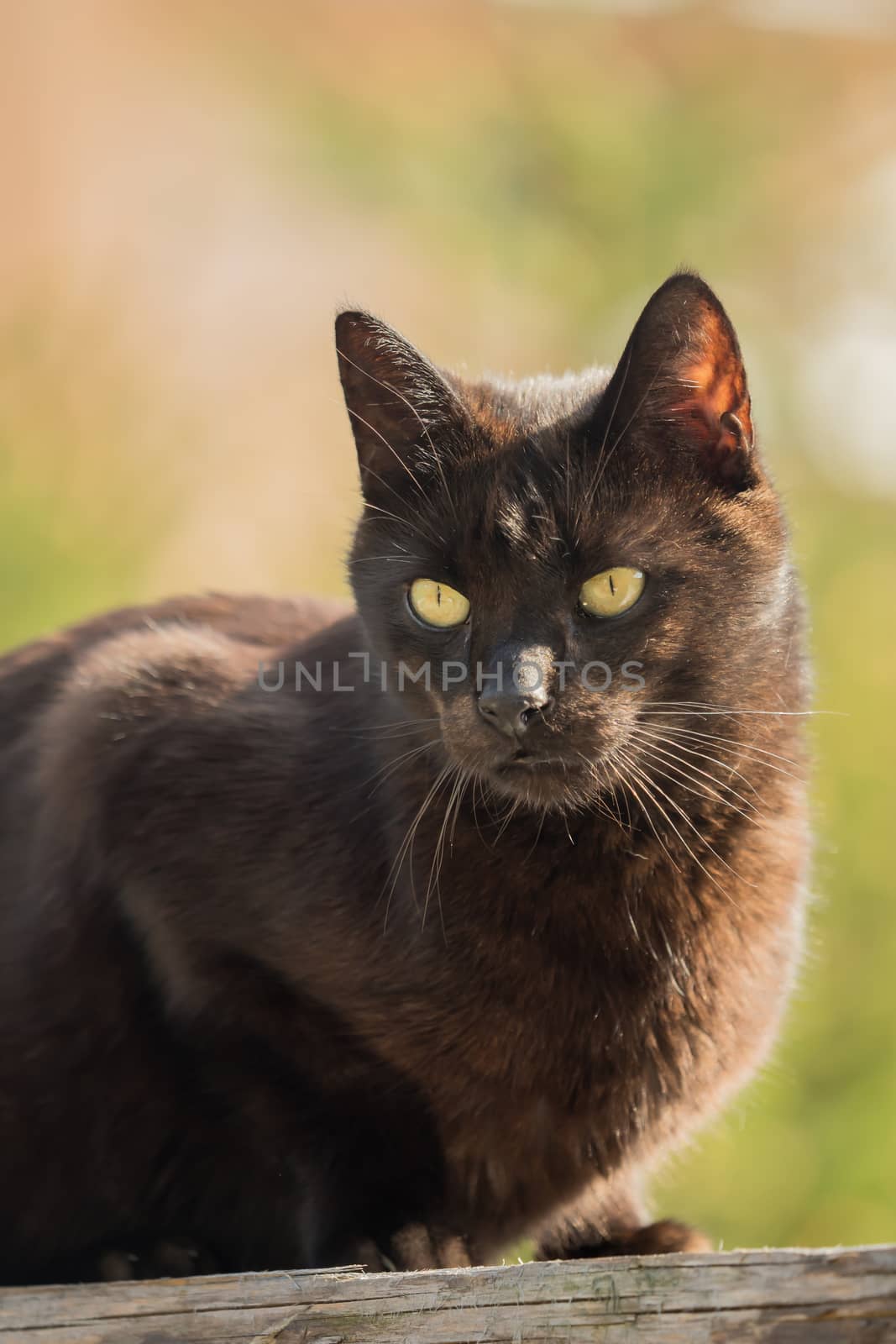 A dark brown cat sits on a wooden board in the sunlight by sandra_fotodesign