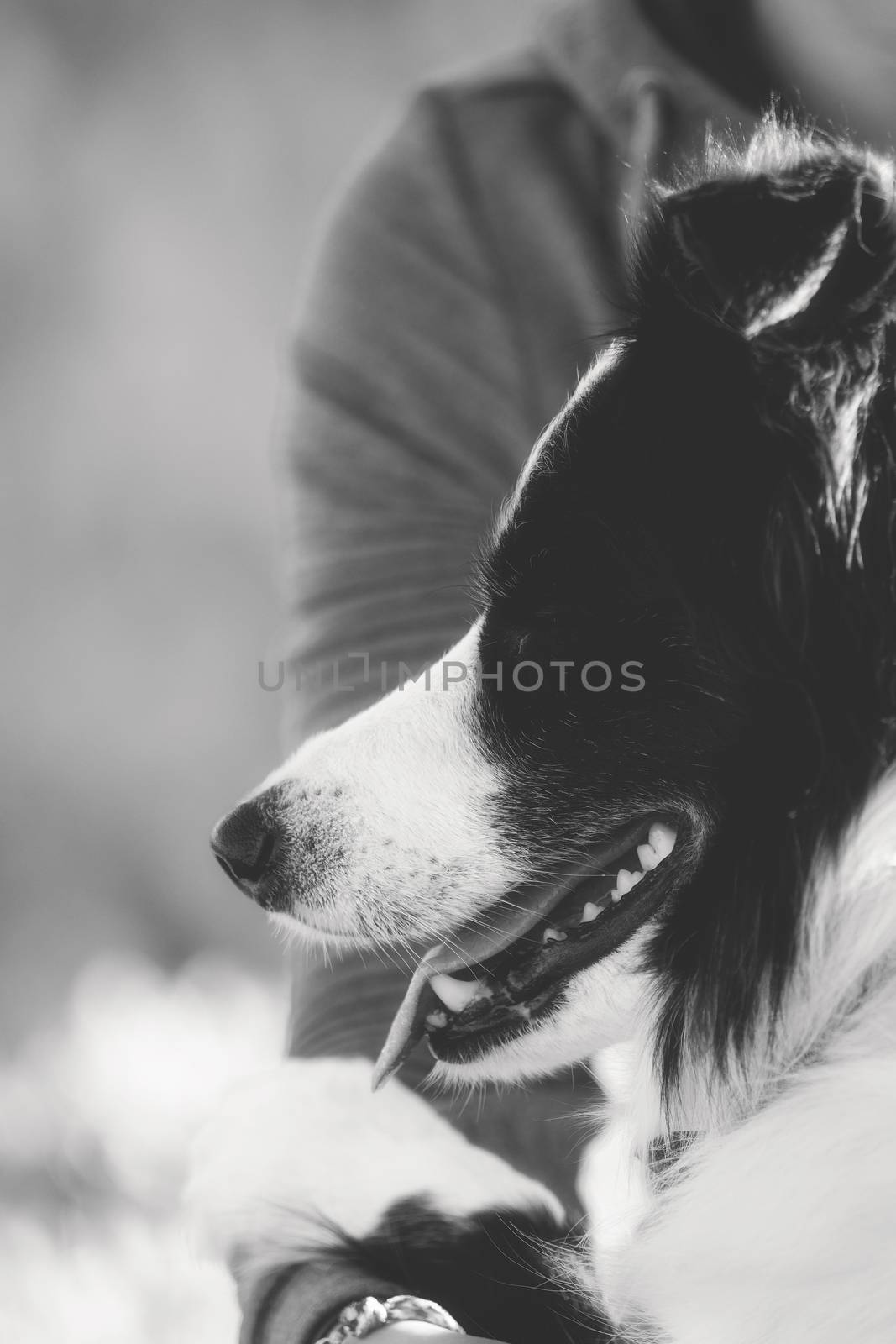 A border collie photographed while hiking in the mountains