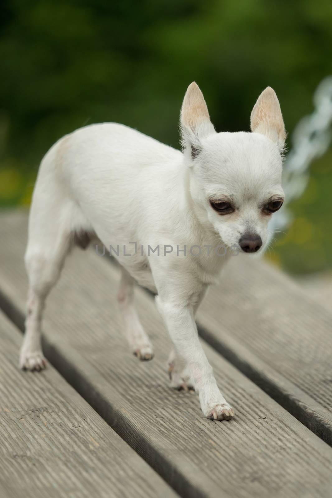 A little white chihuahua is playing outside by sandra_fotodesign