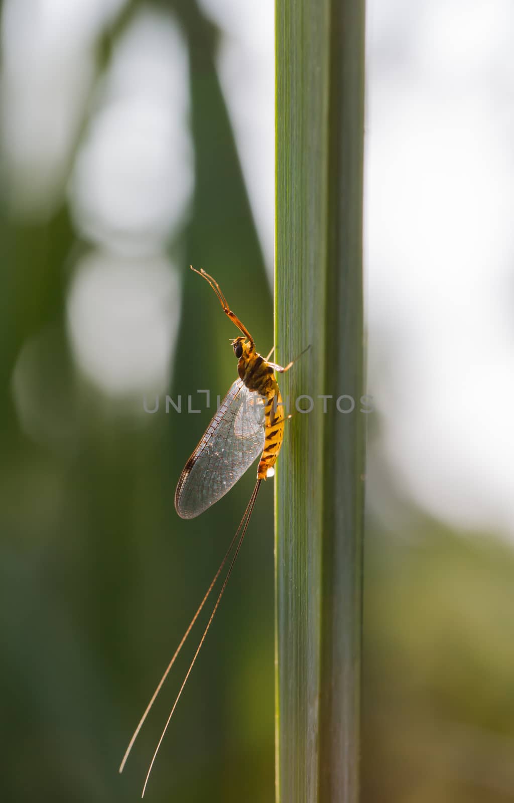 Mayfly in the morning sun on a stalk by sandra_fotodesign