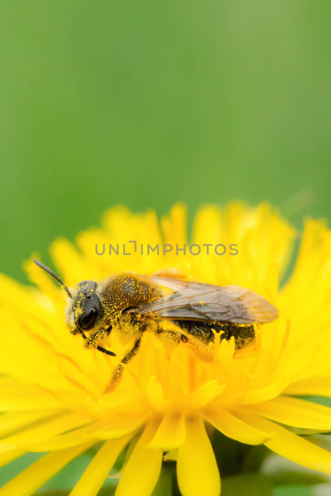 A bee full of pollen on a yellow blossom by sandra_fotodesign