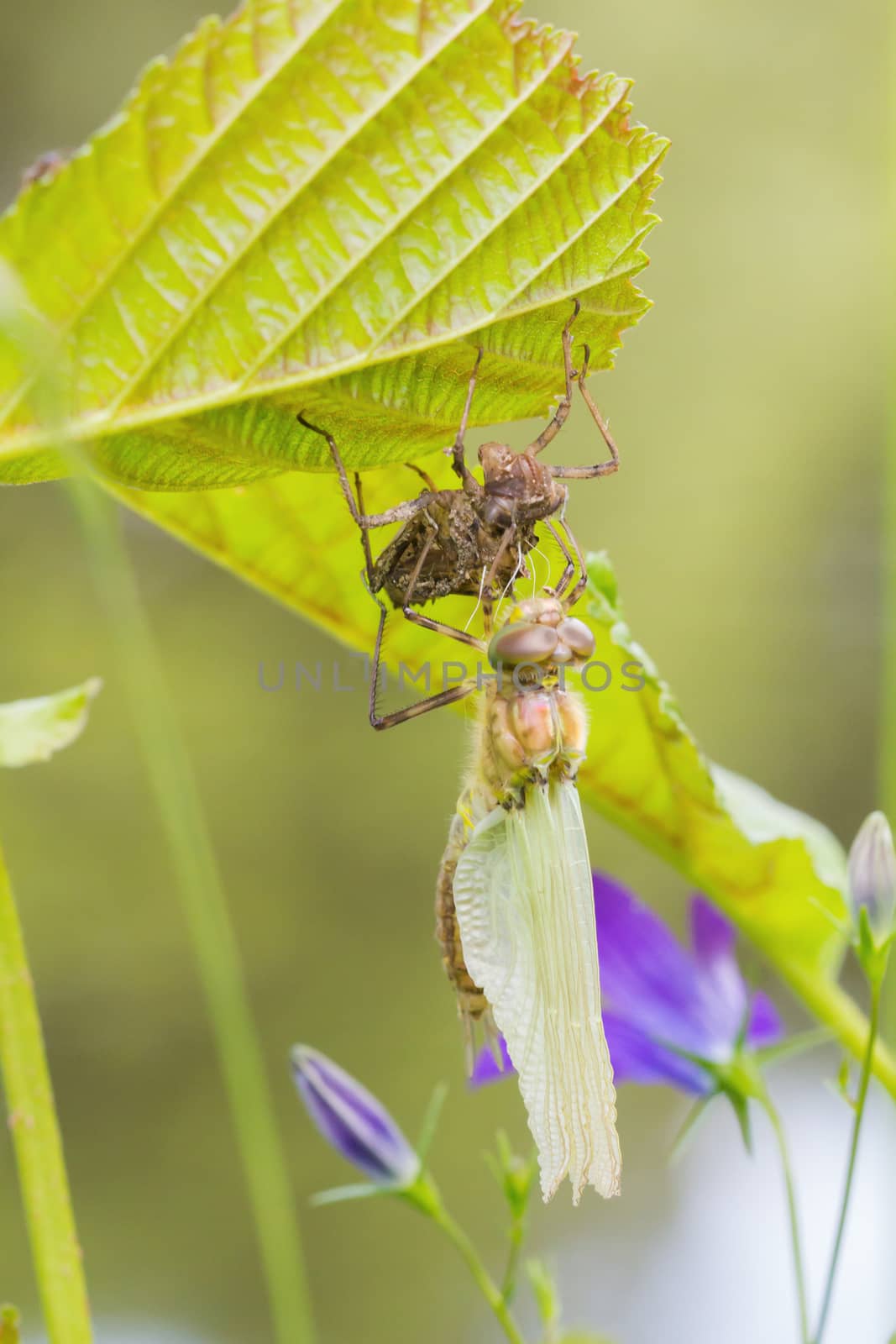 A dragonfly outside in the garden on a leaf by sandra_fotodesign