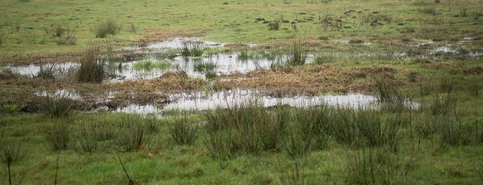 Beautiful moor landscape in the lueneburger heide