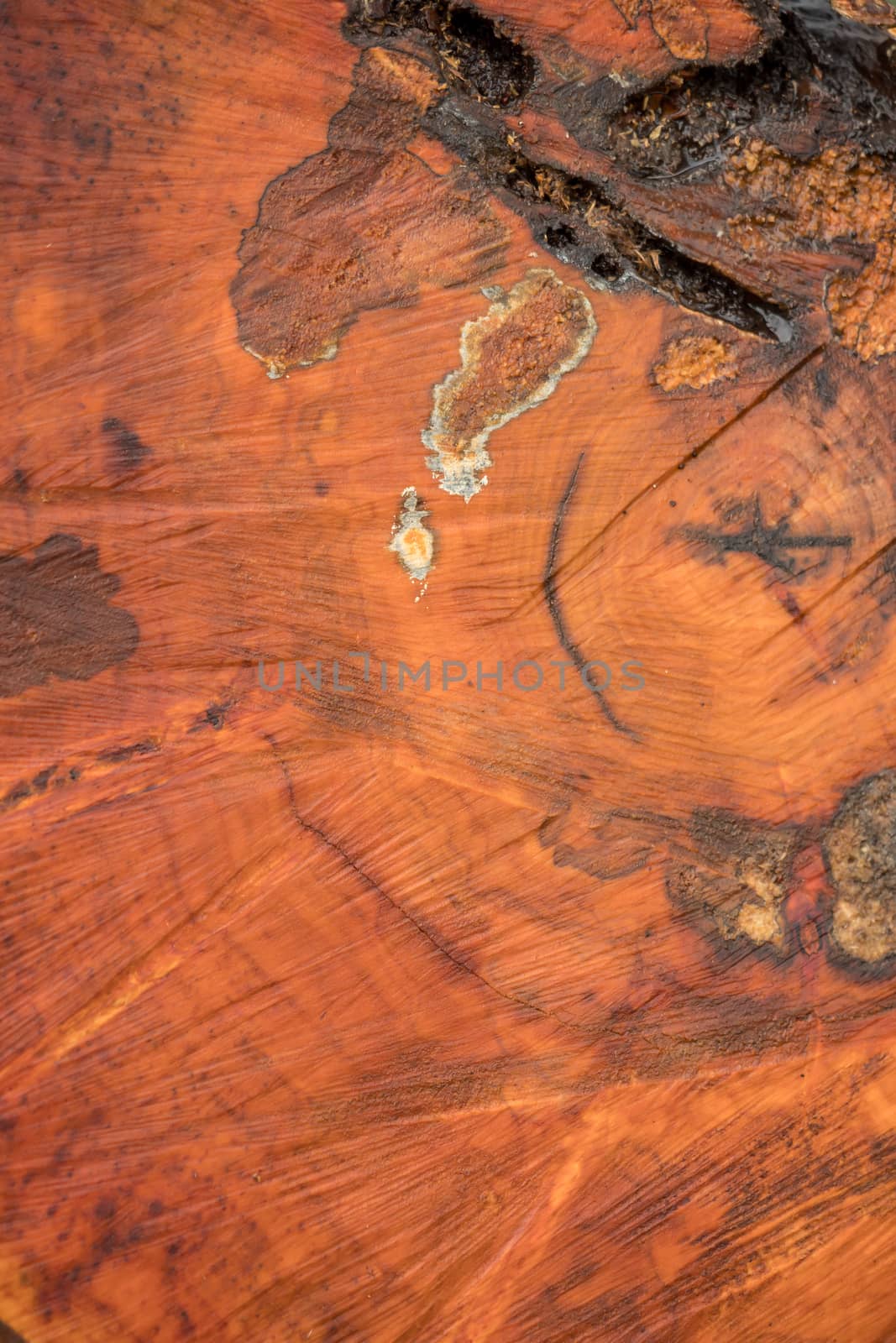 A tree disc with annual rings, usable as a texture