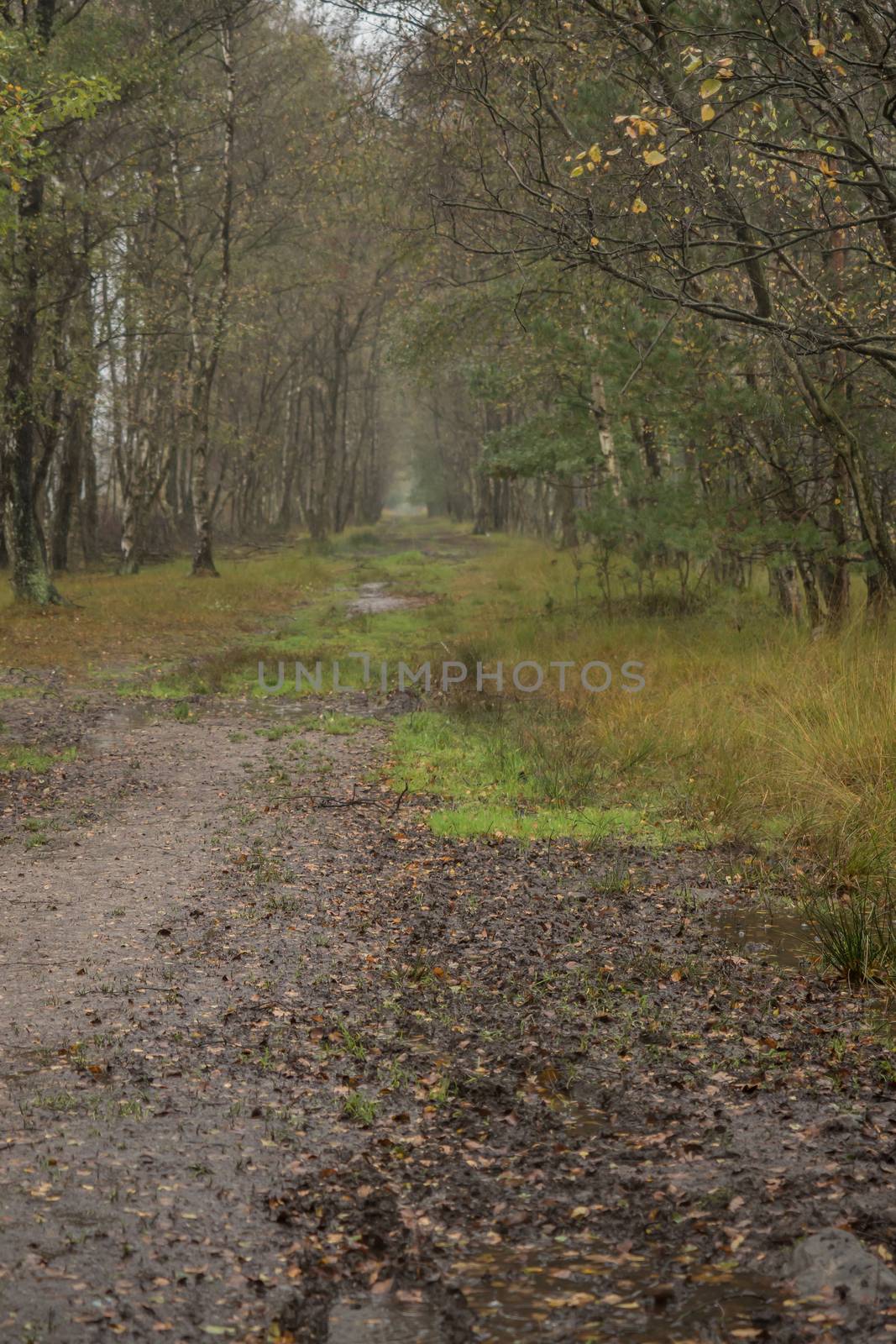 Beautiful moor landscape in the lueneburger heide