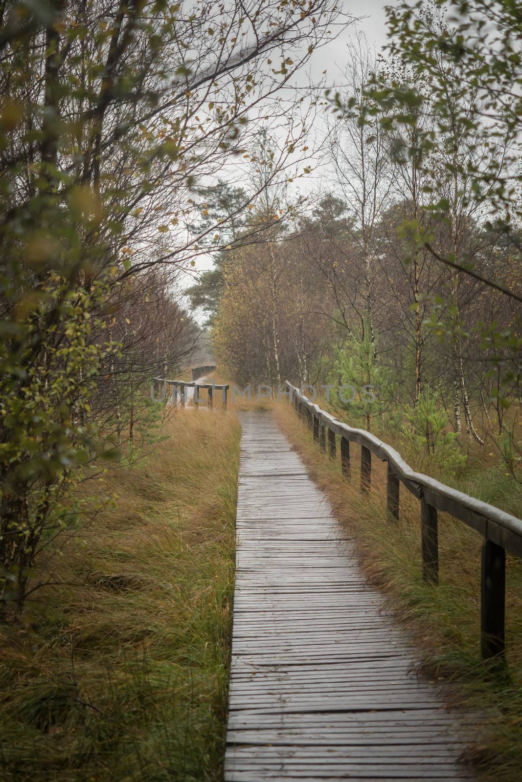 Beautiful moor landscape in the lueneburger heide