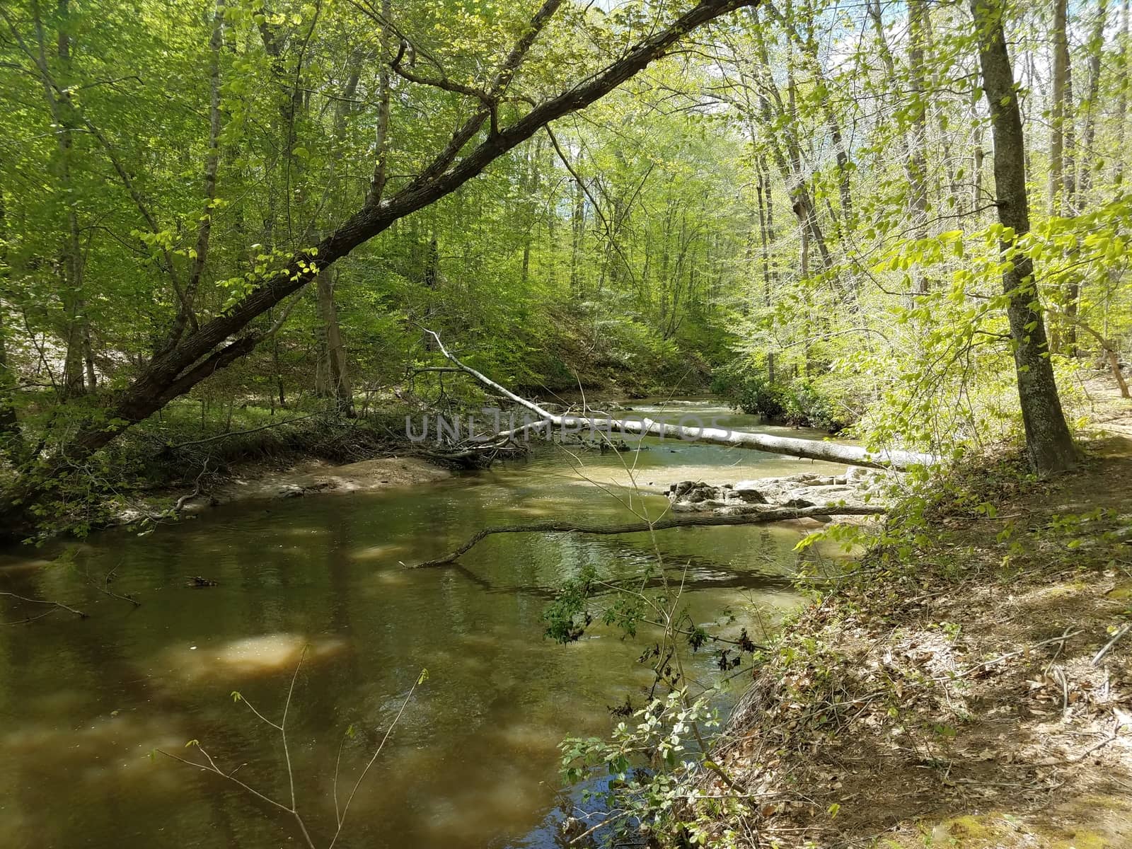 river or stream with rocks and trees in forest by stockphotofan1